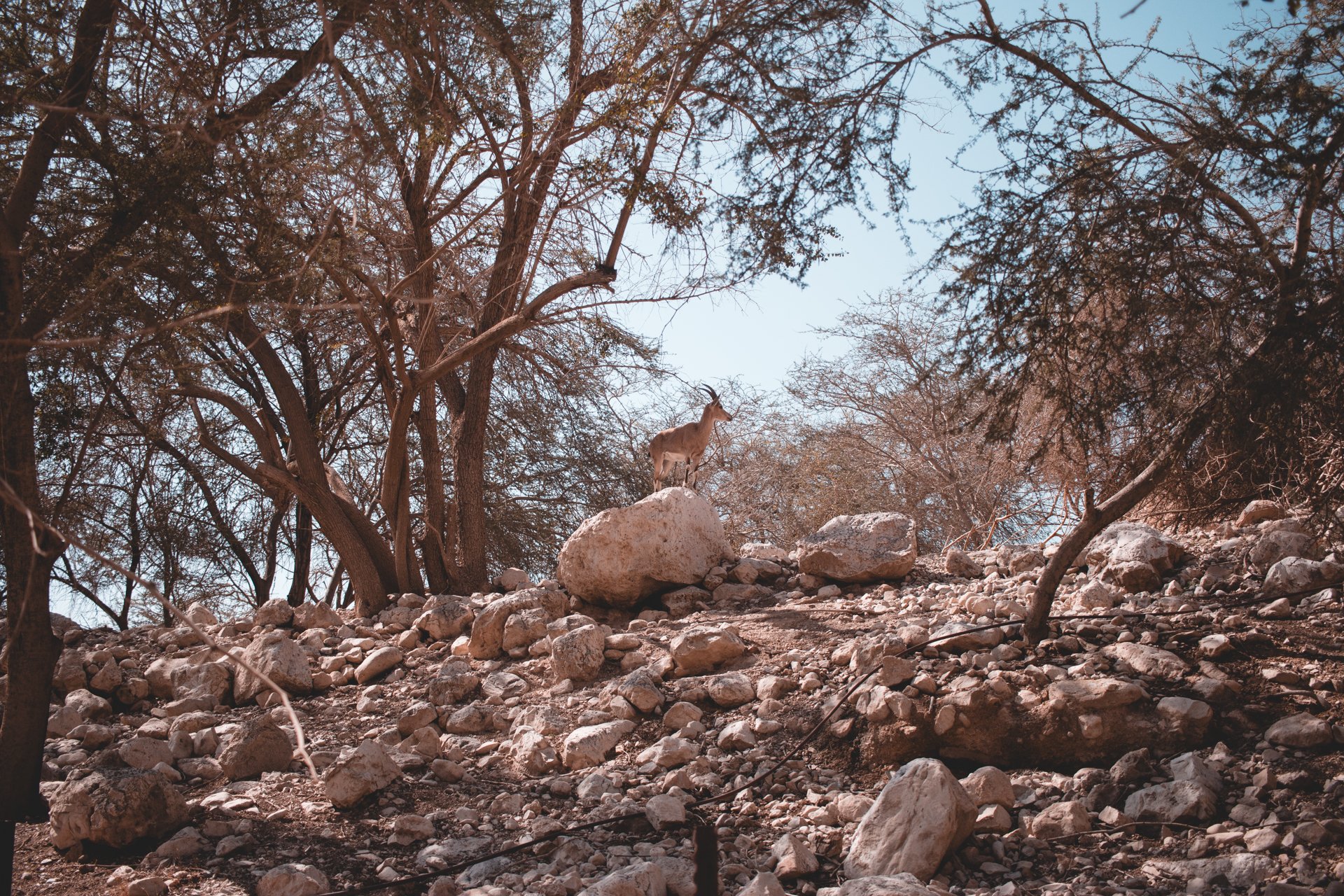 20180228-25186 - israel.jpg