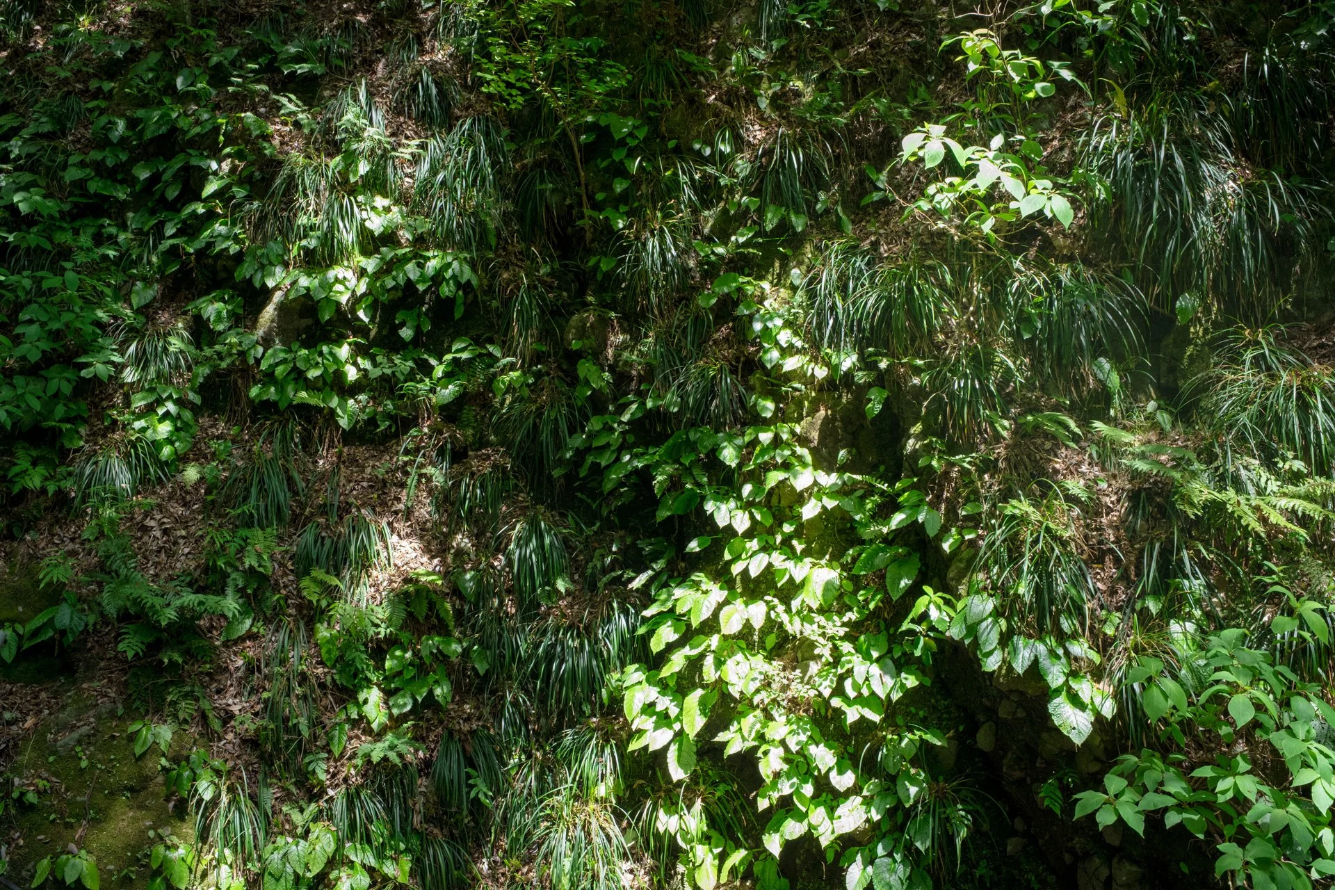 DSCF9058.jpg