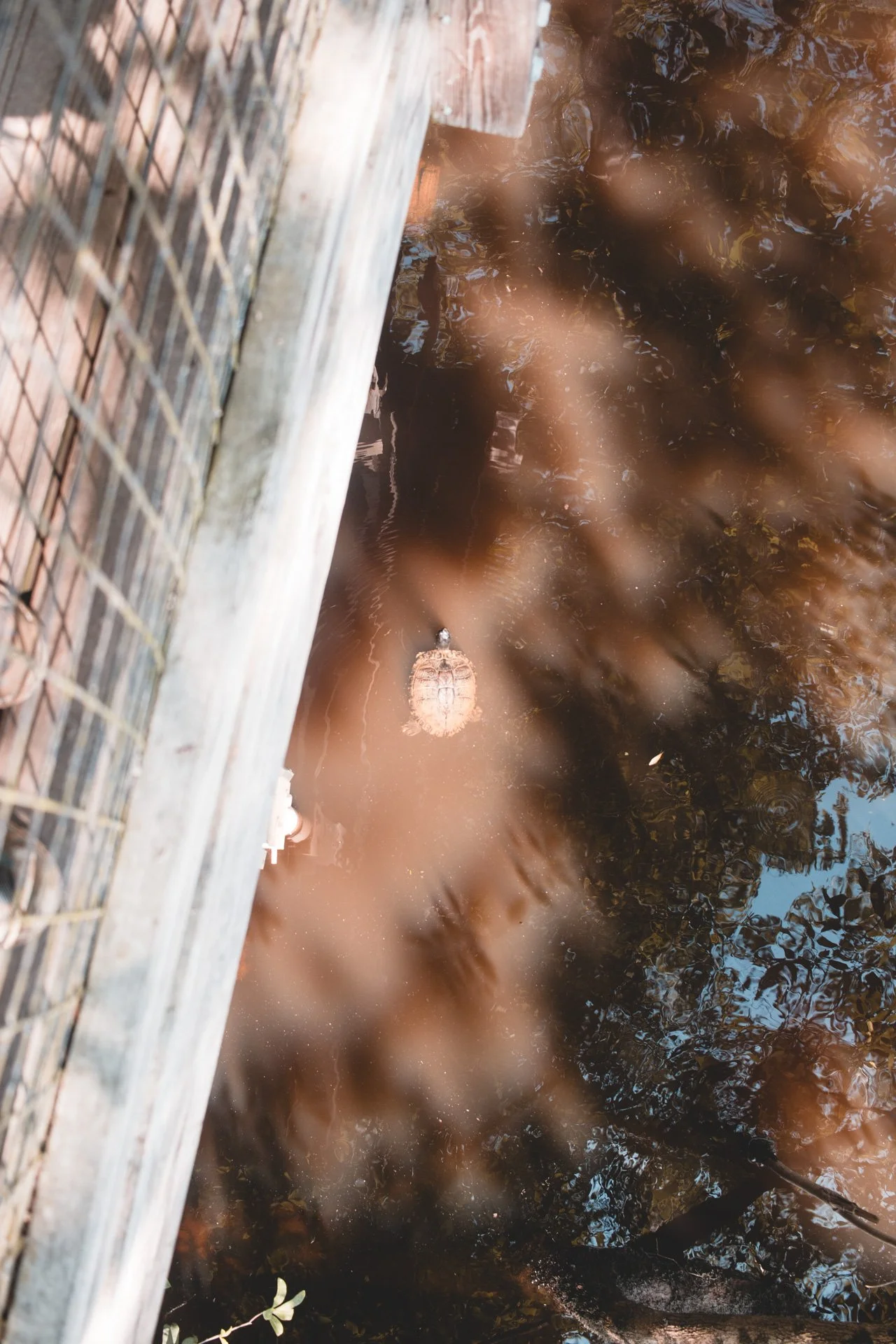 congaree-133.jpg