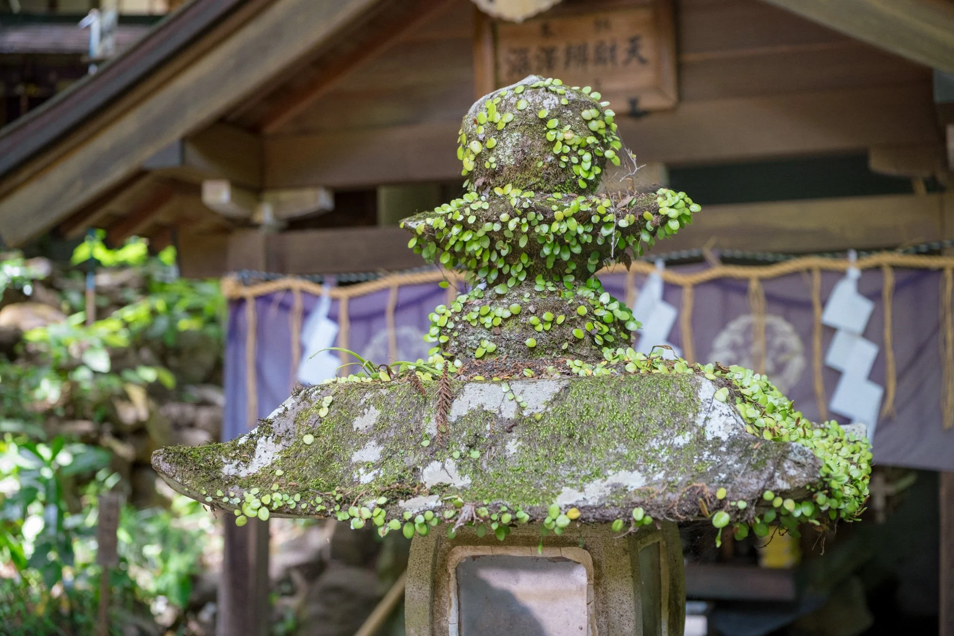 DSCF9049.jpg