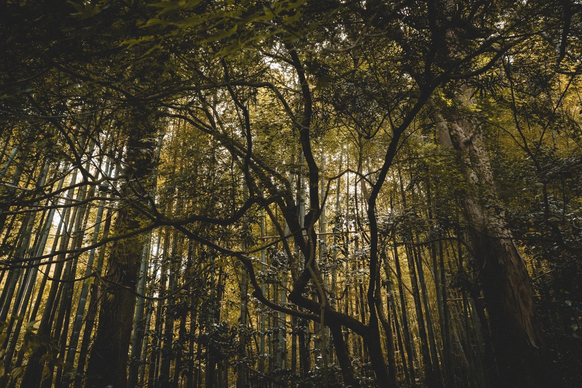 DSCF8590.jpg