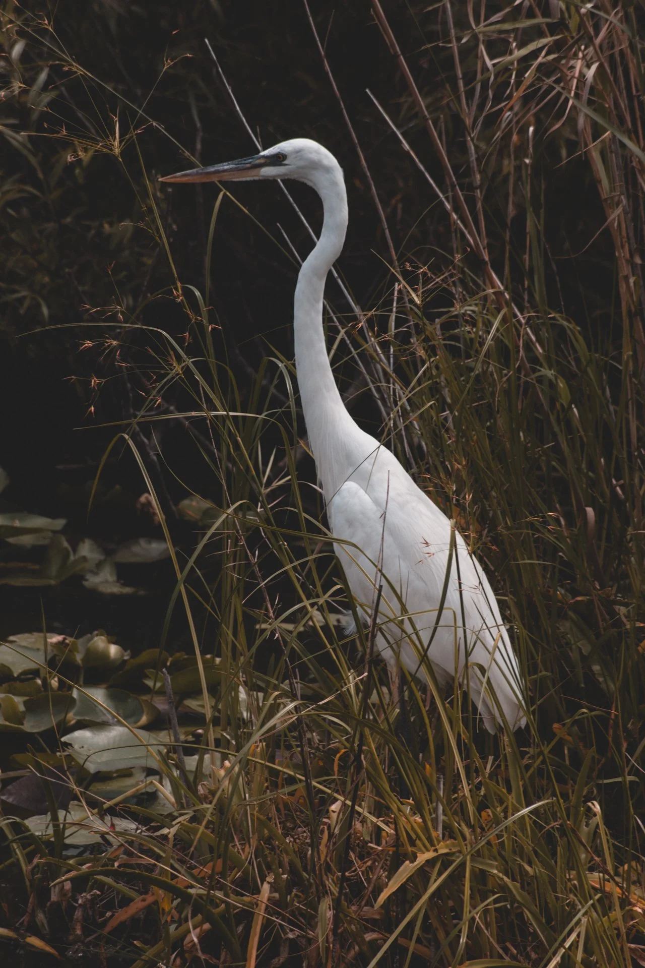 everglades-177.jpg