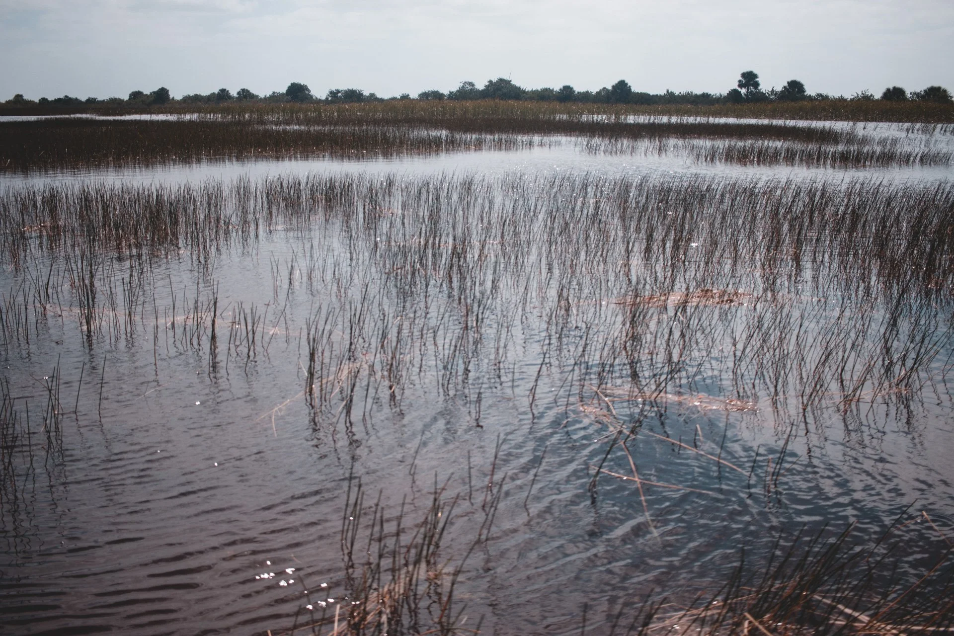 everglades-163.jpg