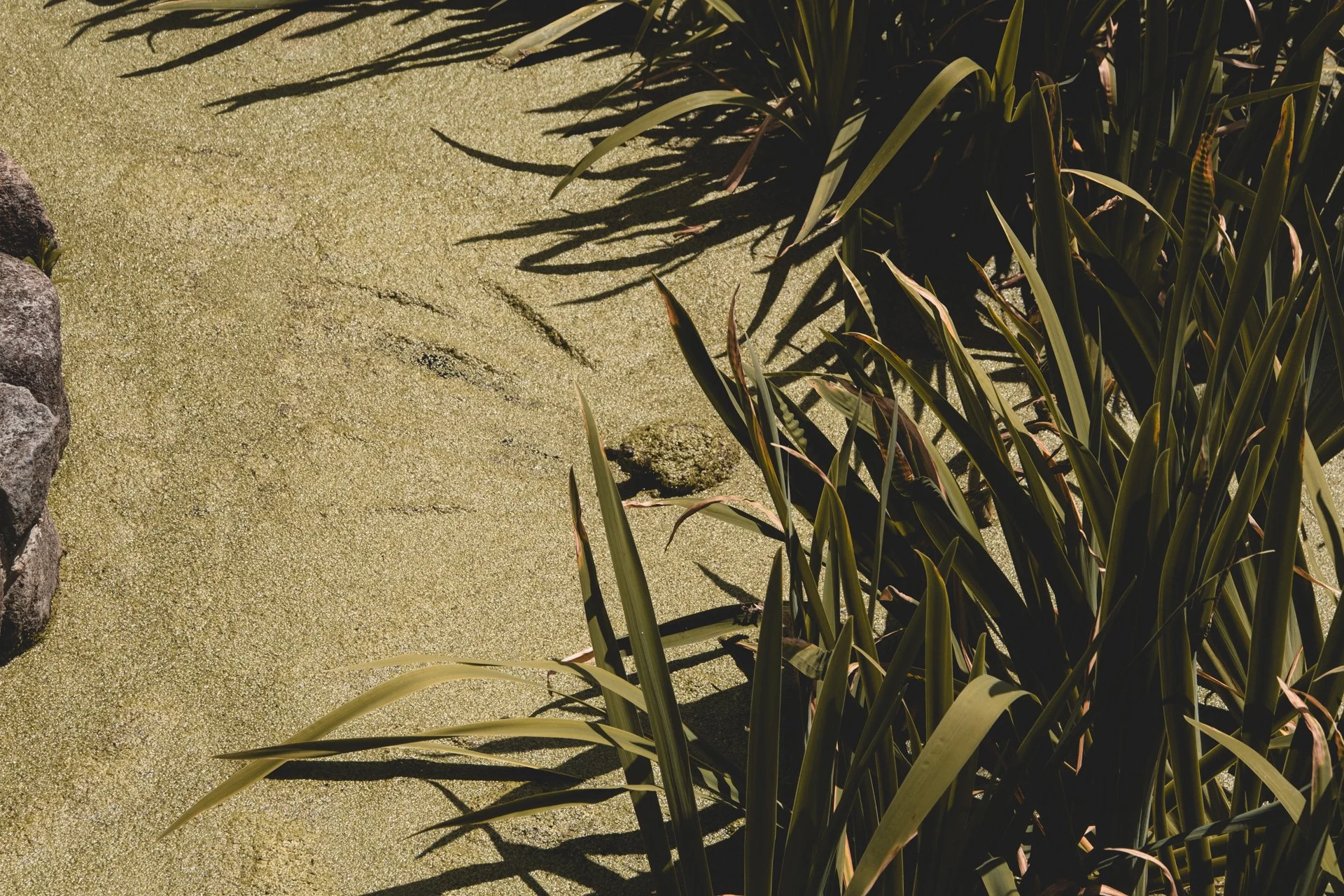 DSCF4712.jpg