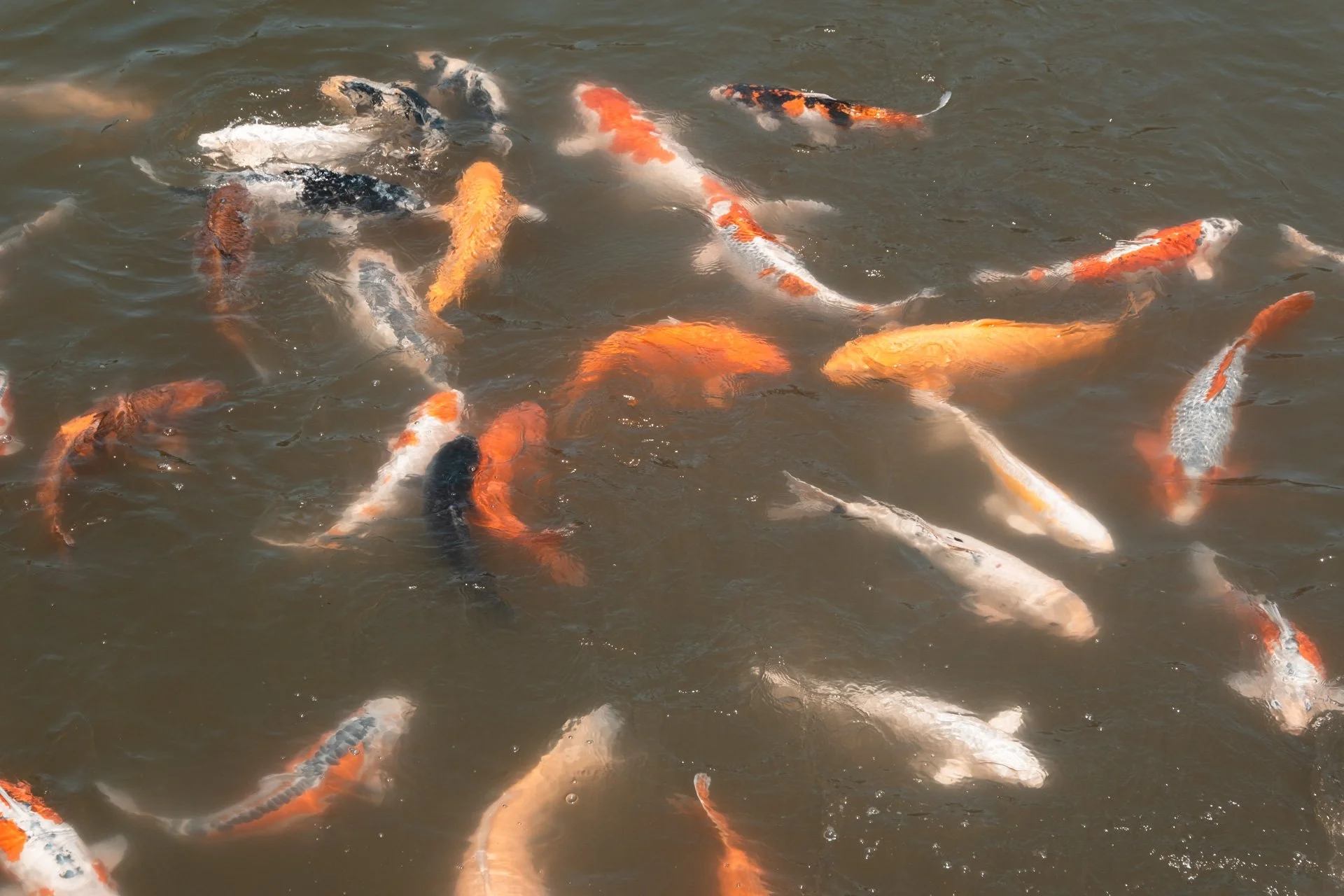 DSCF1233.jpg