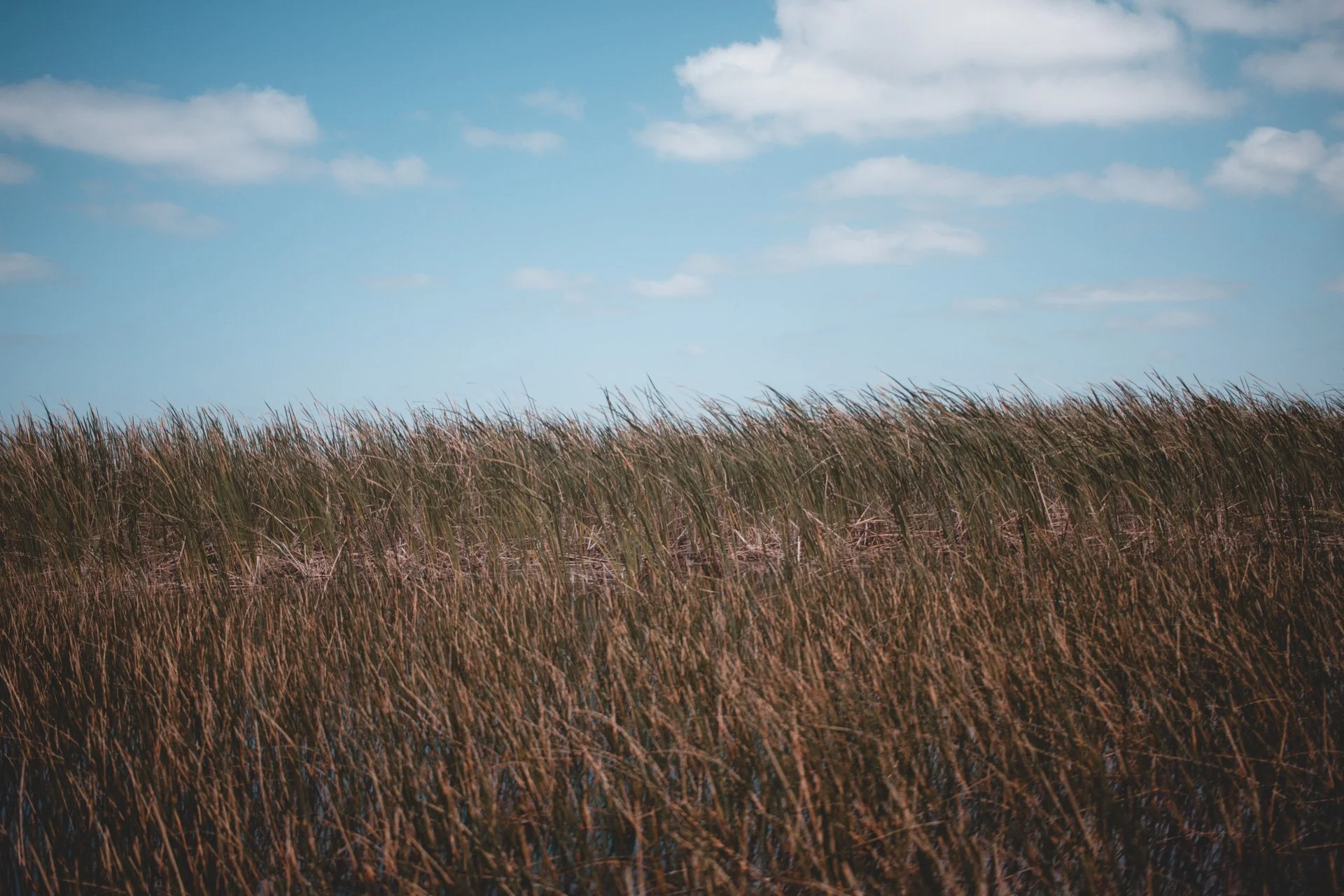 everglades-171.jpg