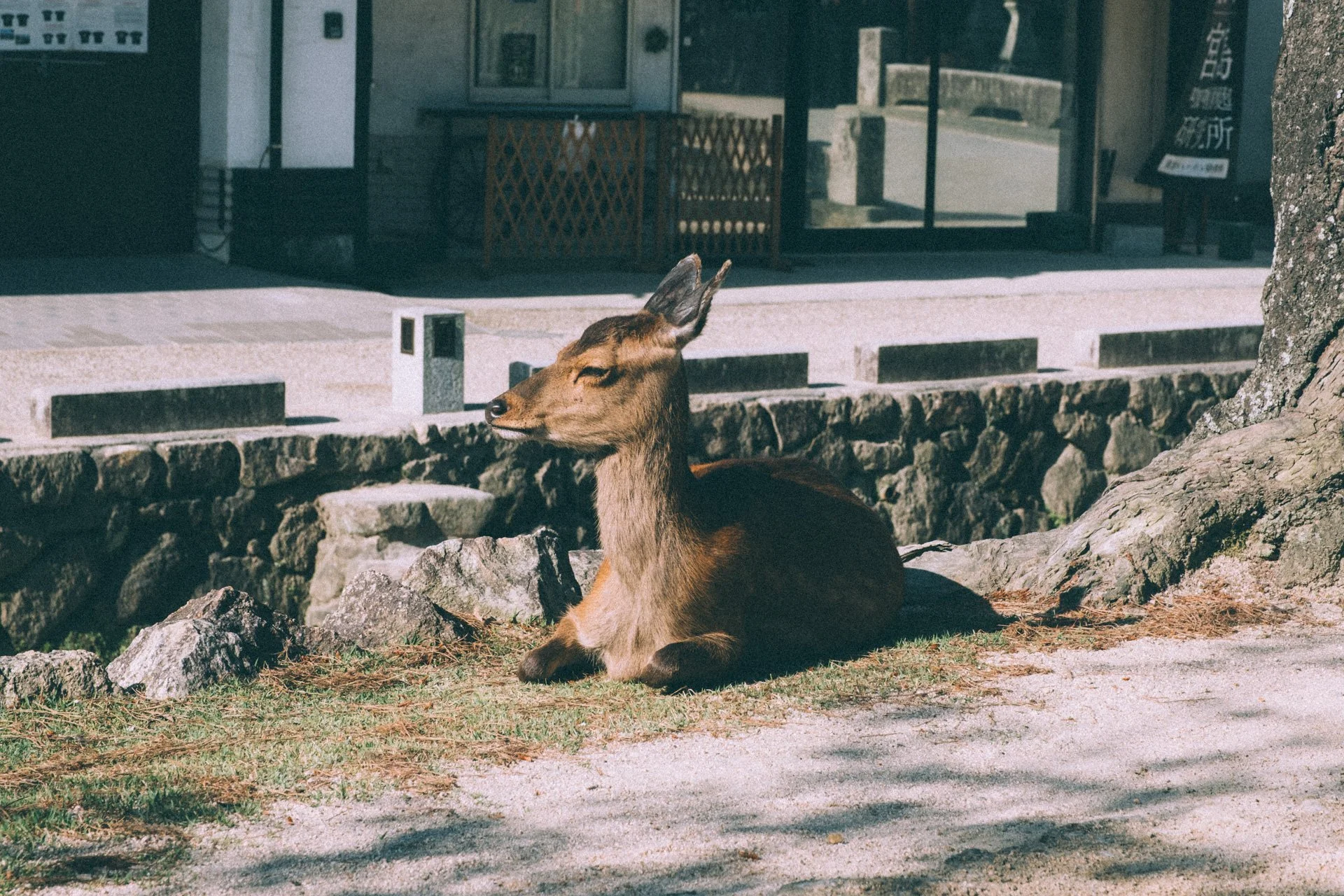 DSCF1999.jpg