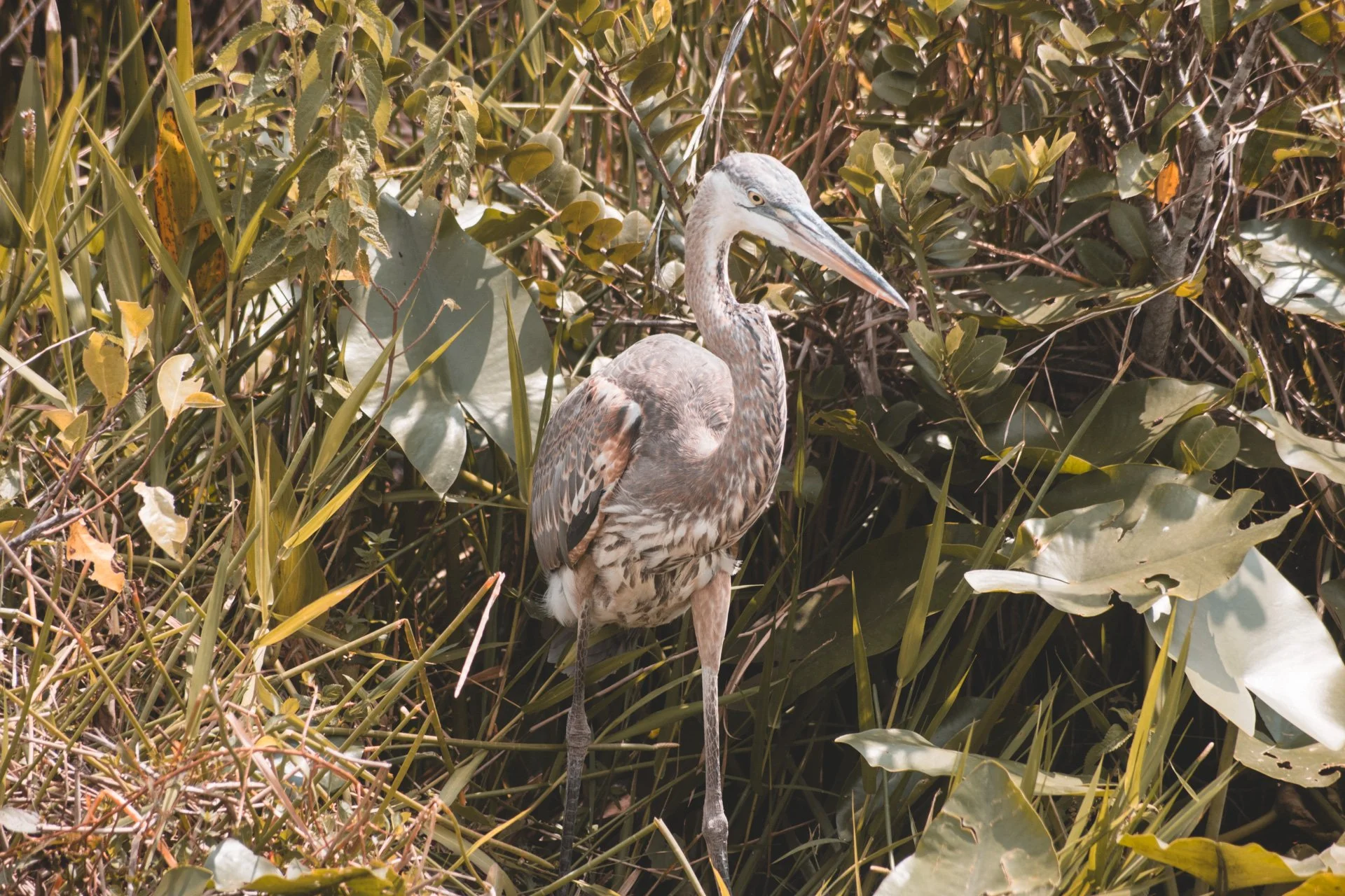 everglades-178.jpg