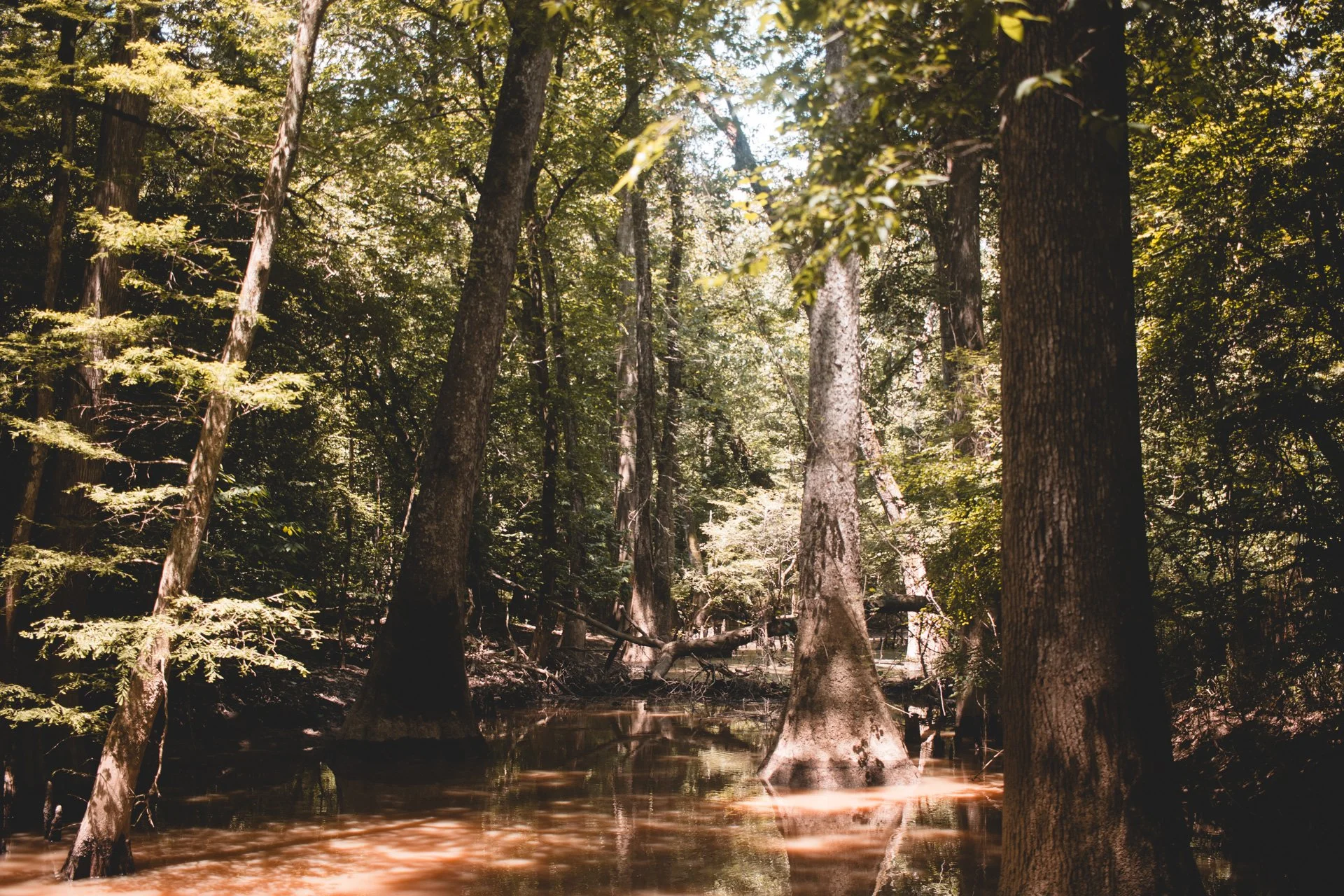 congaree-115.jpg