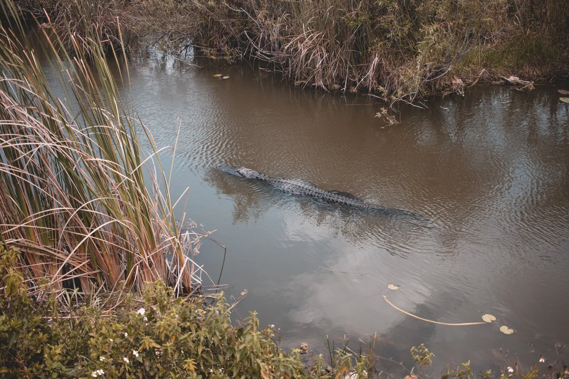 everglades-185.jpg