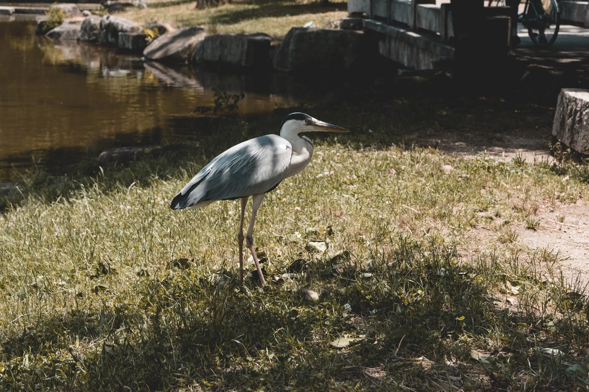 DSCF4794.jpg