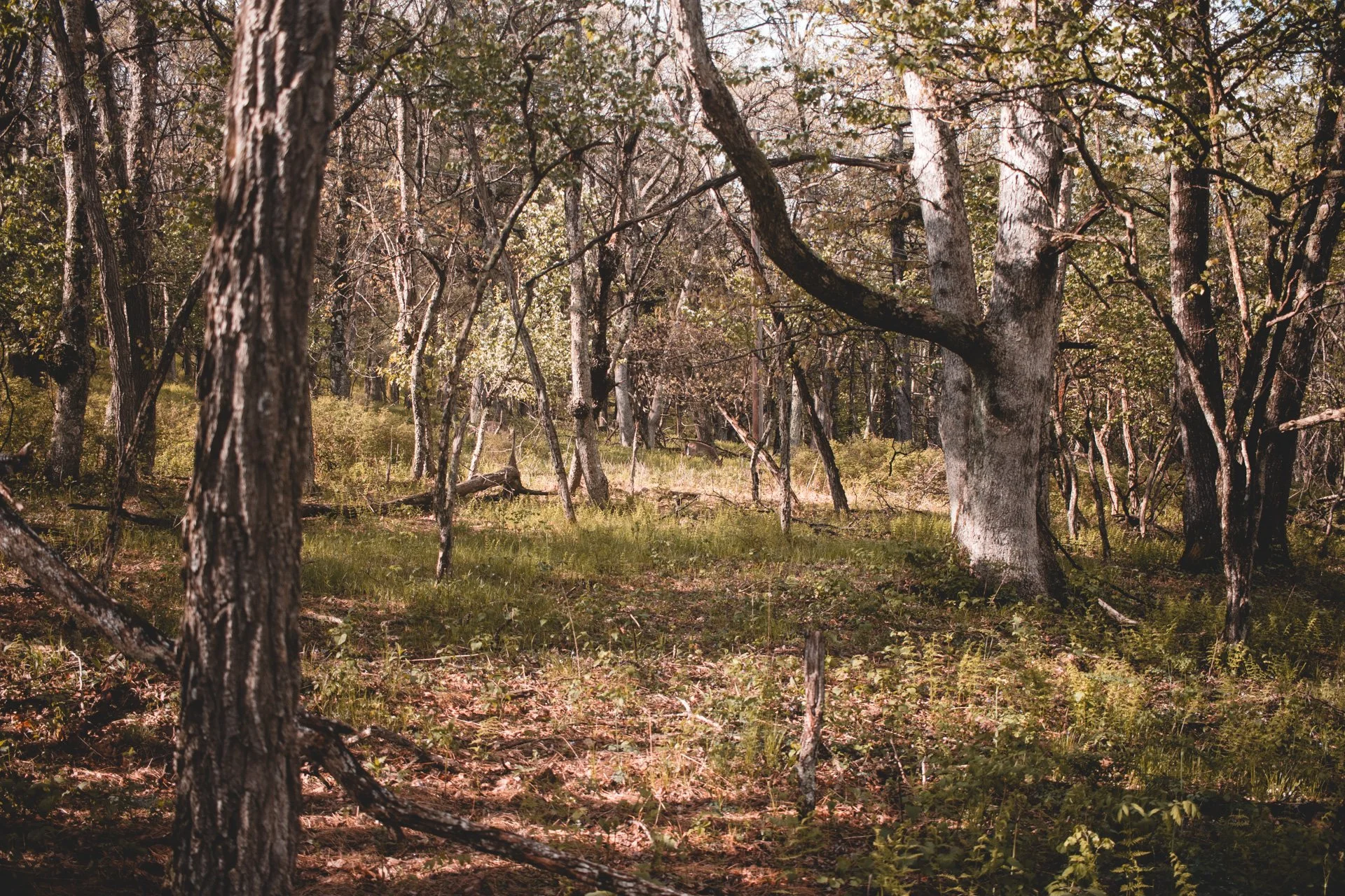 shenandoah-517.jpg