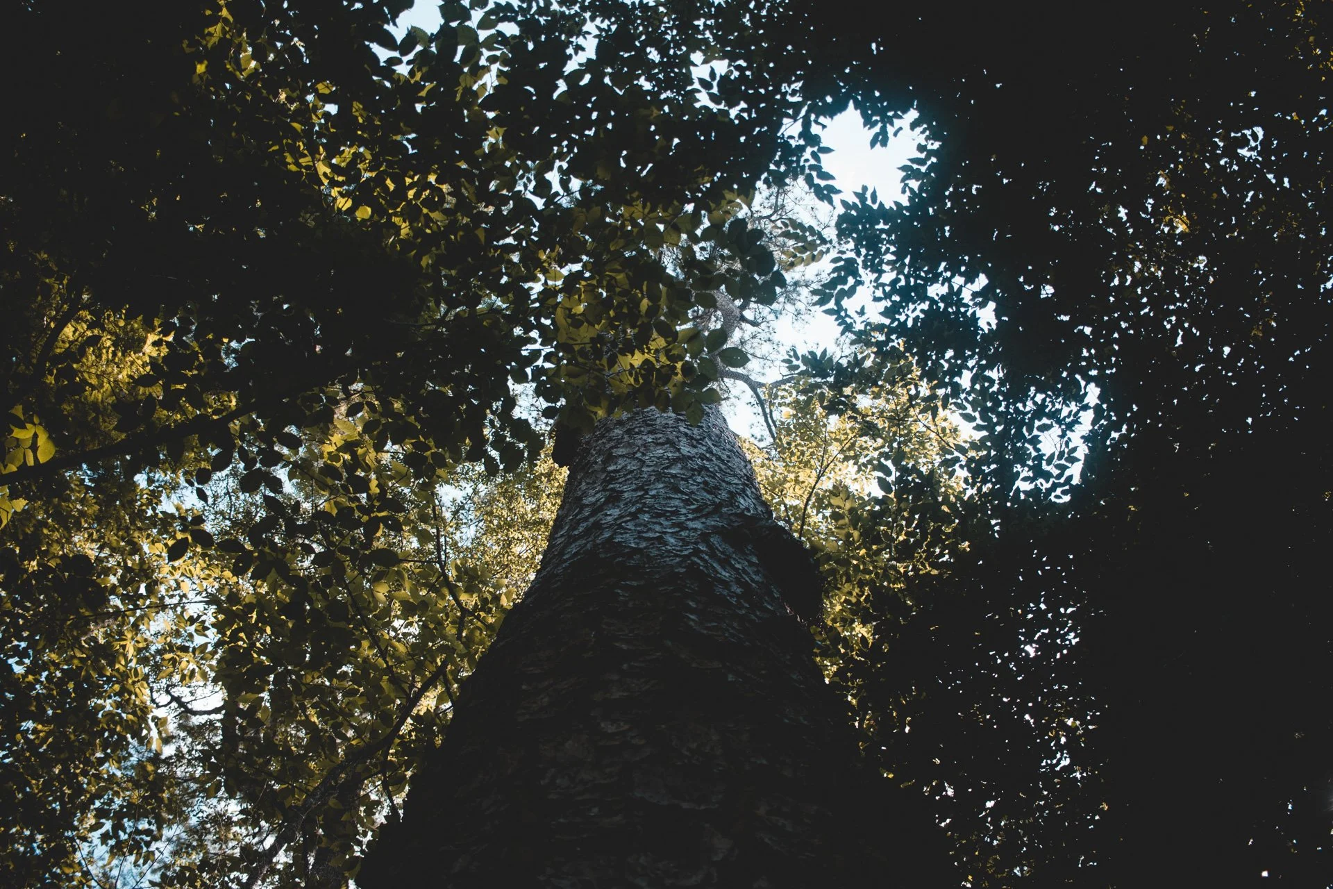 congaree-126.jpg