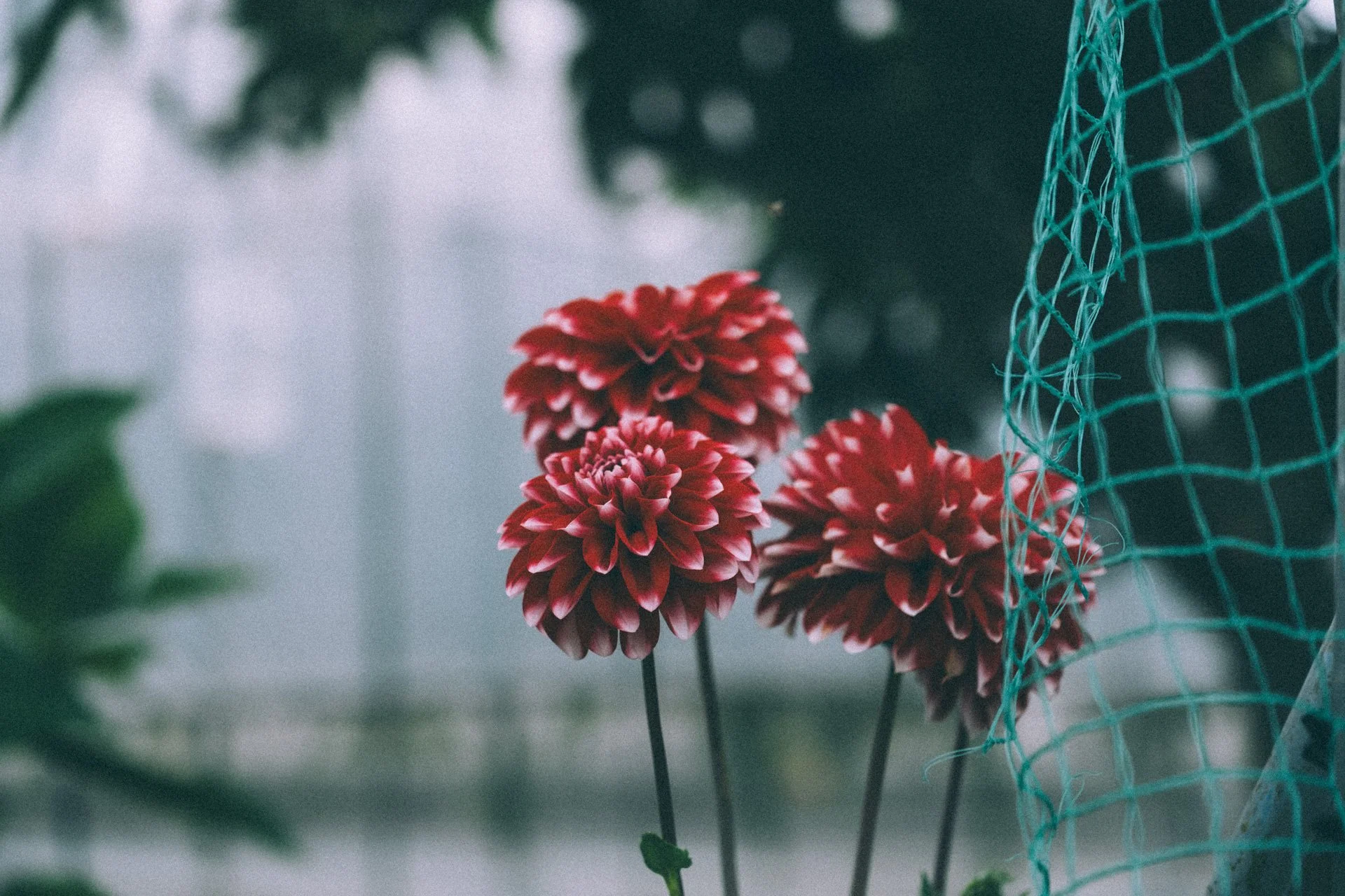 DSCF3679.jpg