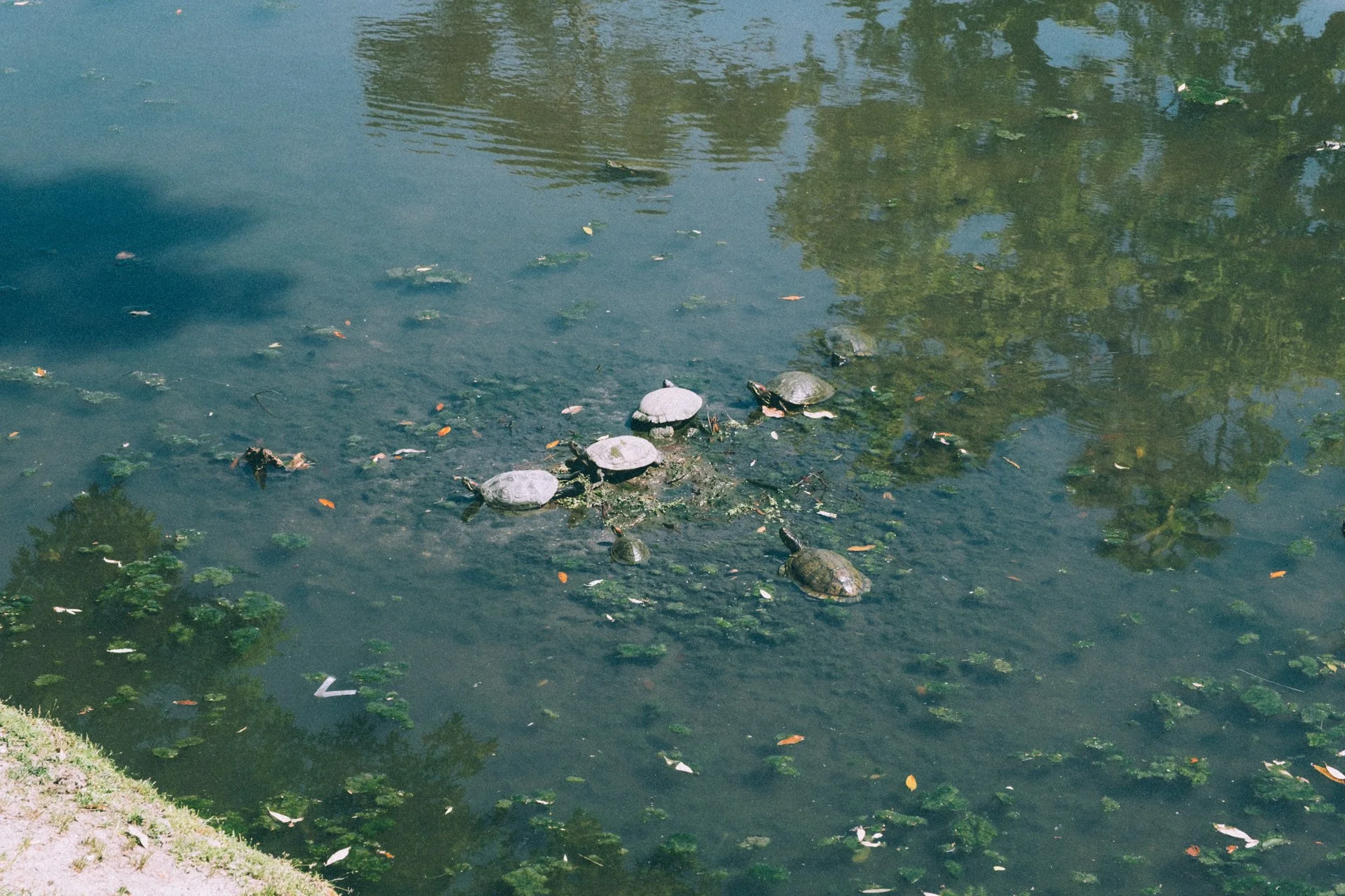 DSCF0415.jpg