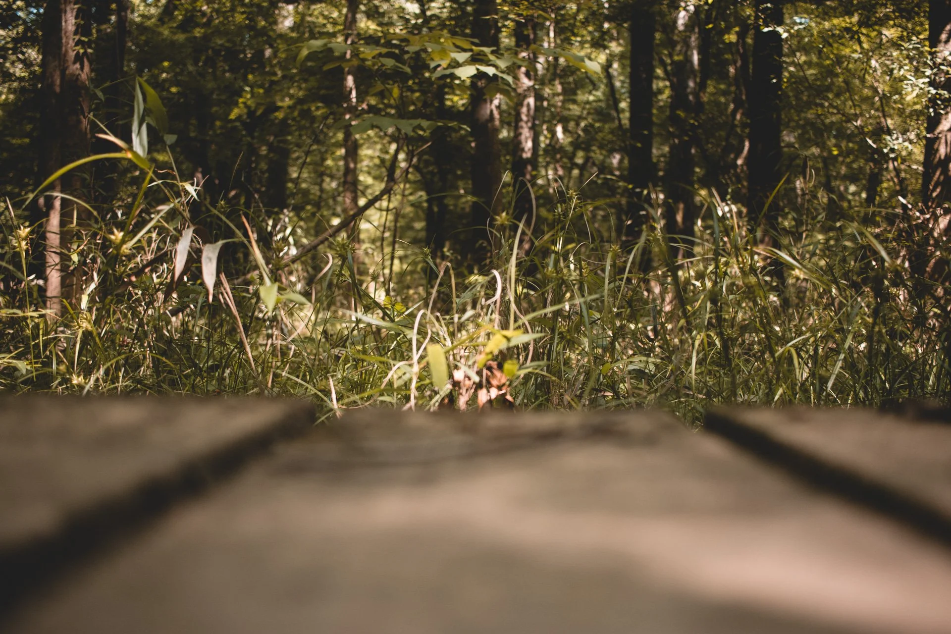 congaree-124.jpg