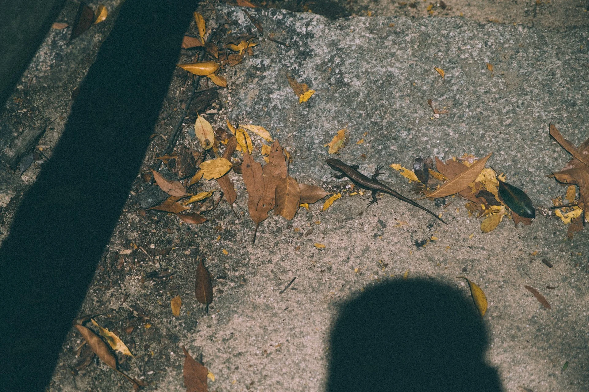 DSCF1654.jpg