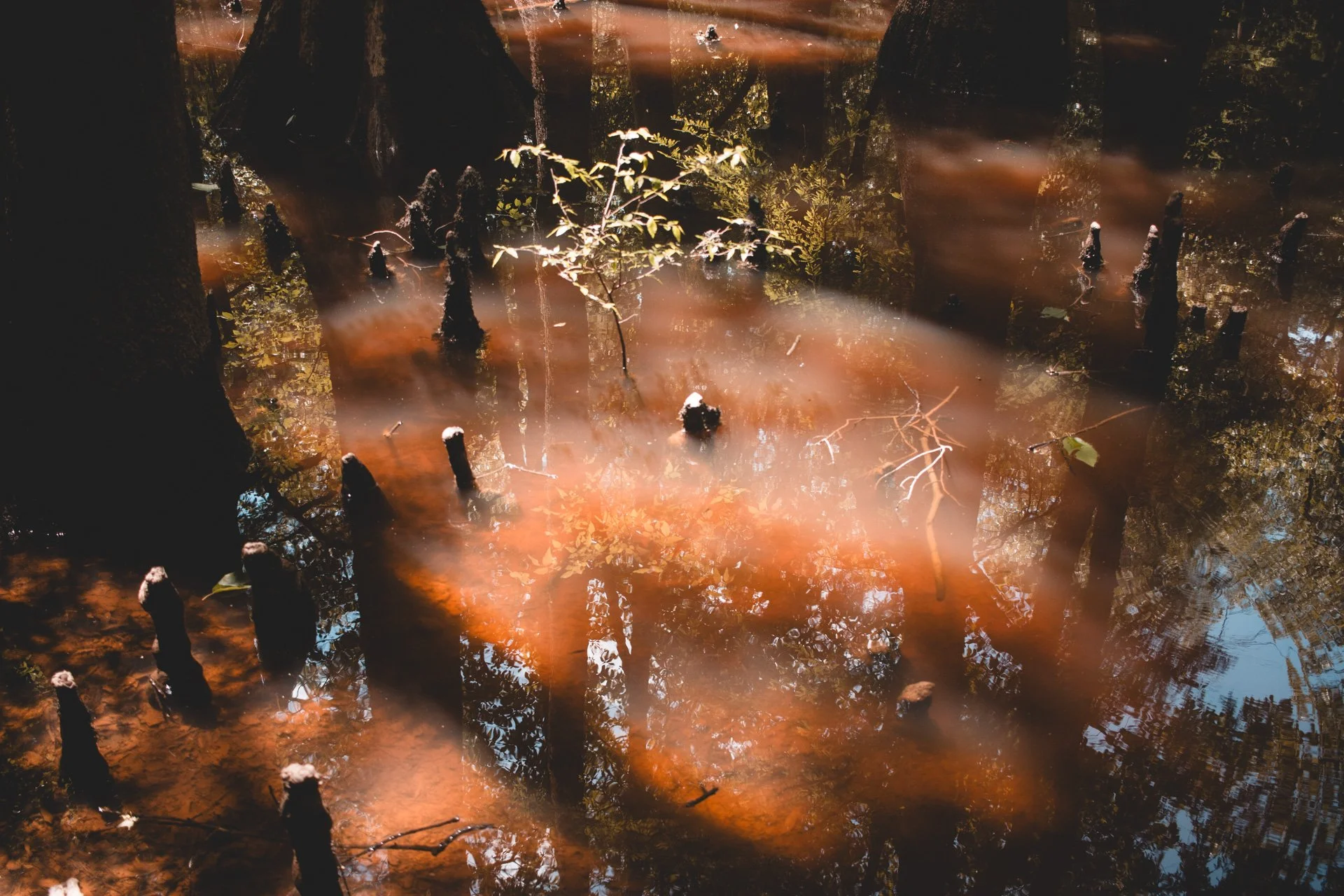 congaree-107.jpg