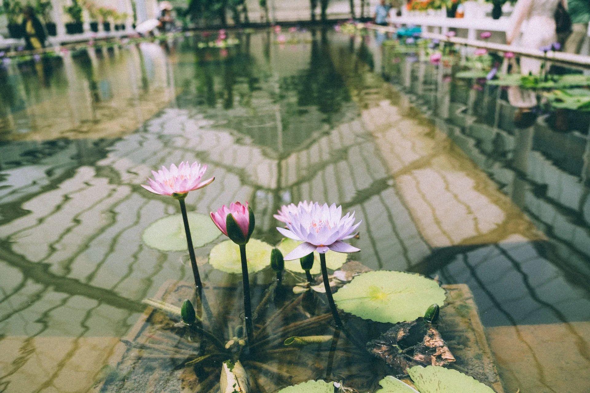 DSCF2916.jpg