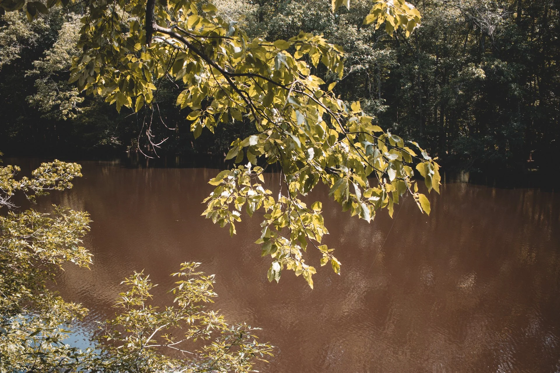 congaree-127.jpg