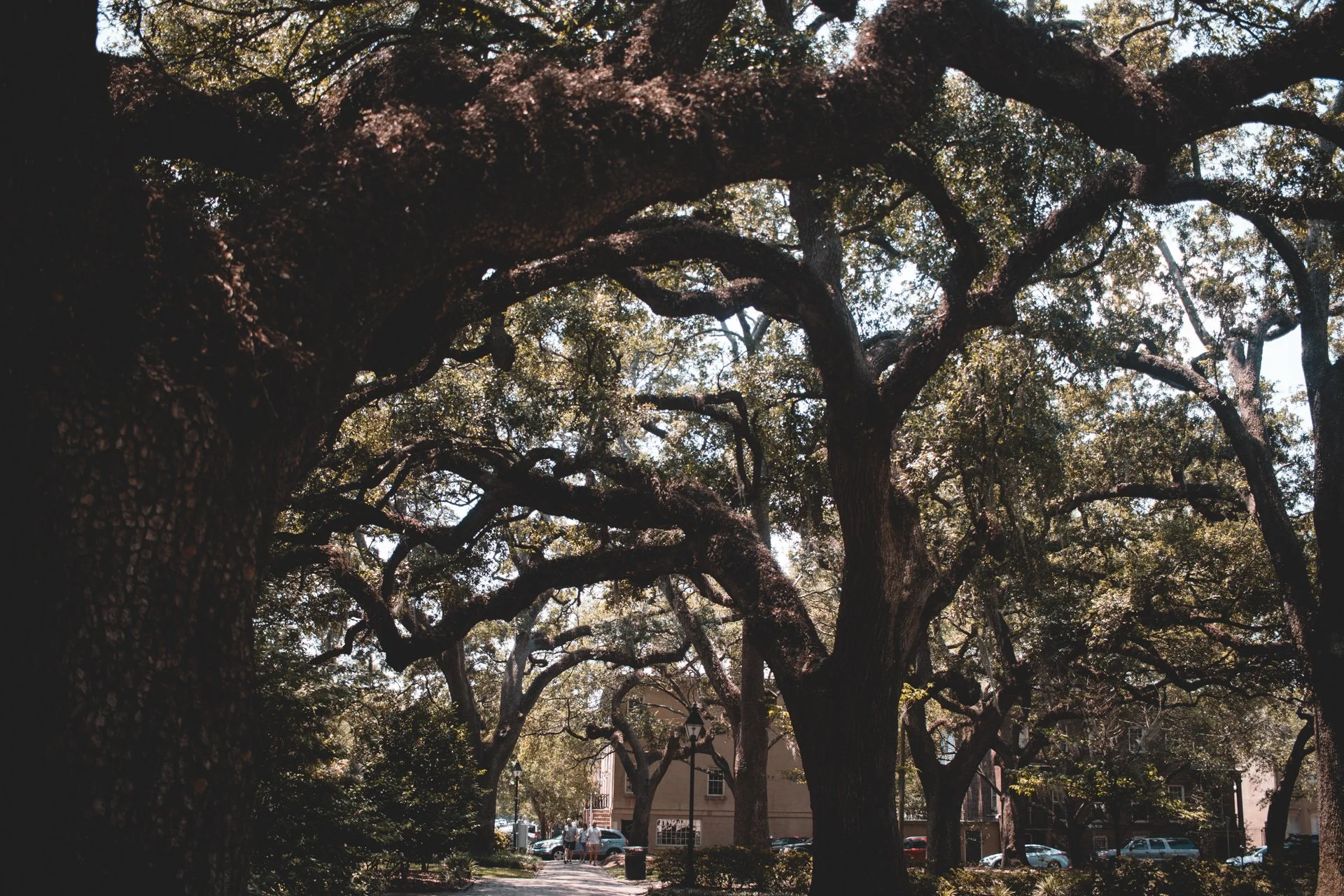 savannah-492.jpg