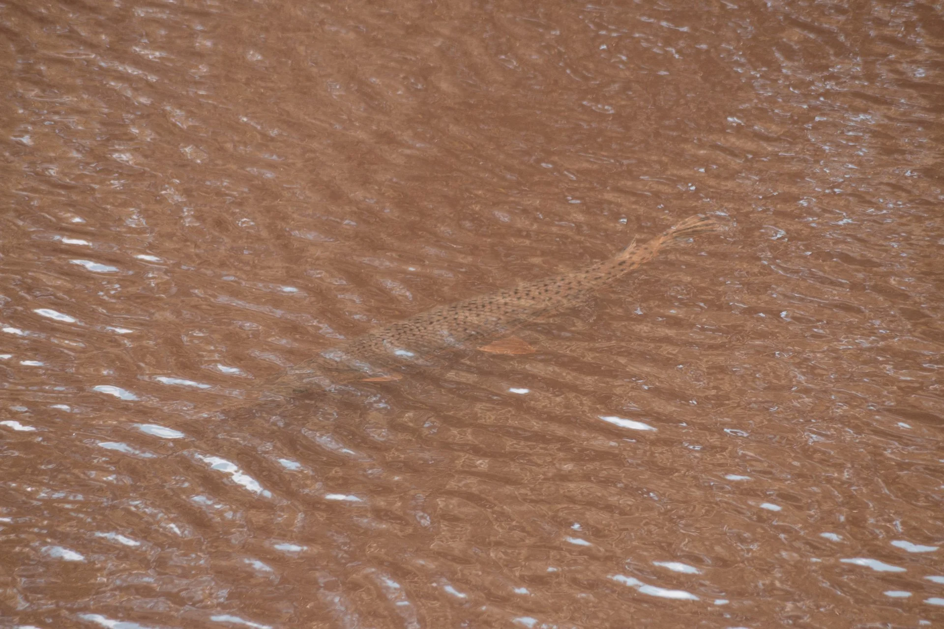 congaree-128.jpg