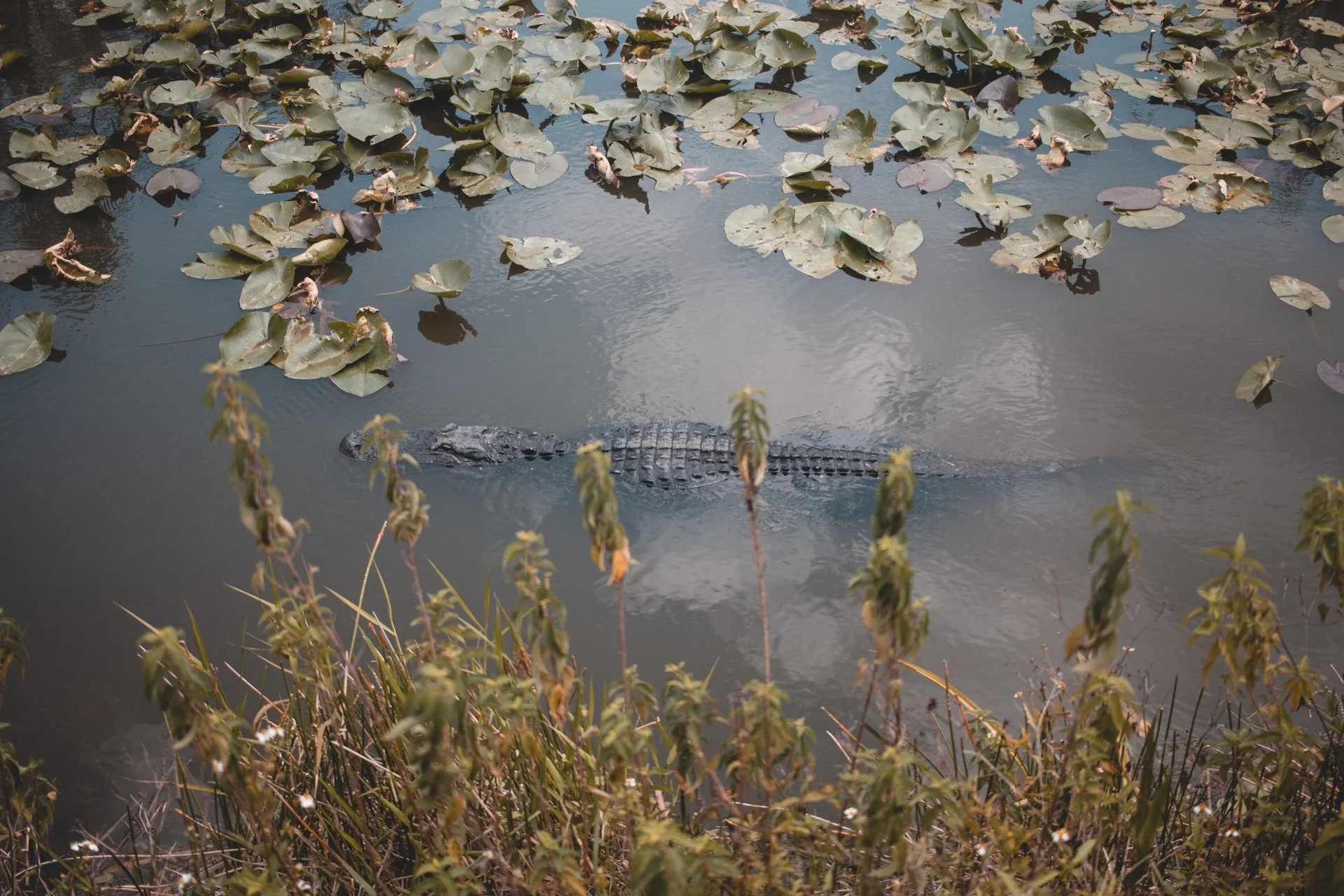 everglades-184.jpg