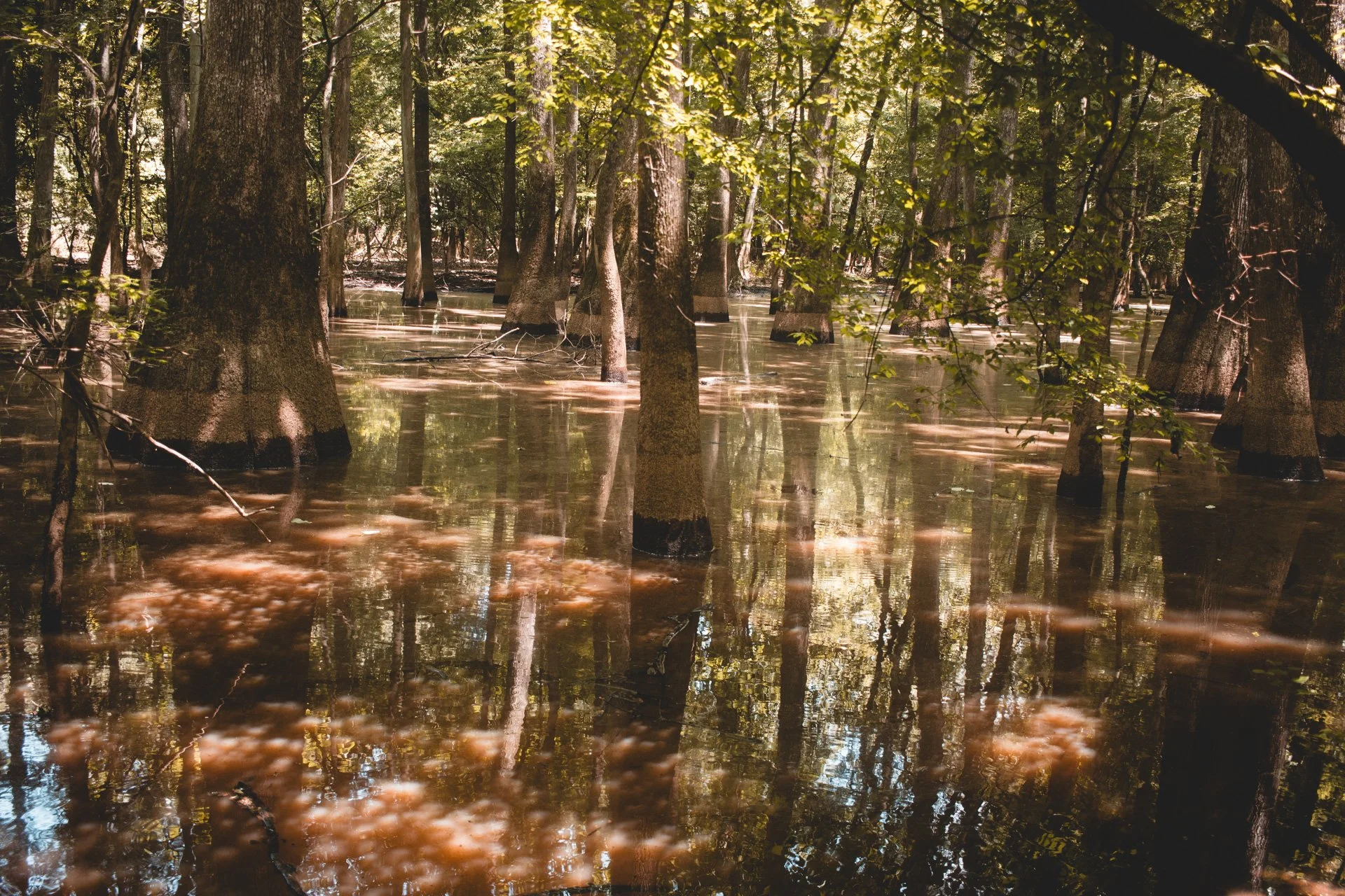 congaree-122.jpg
