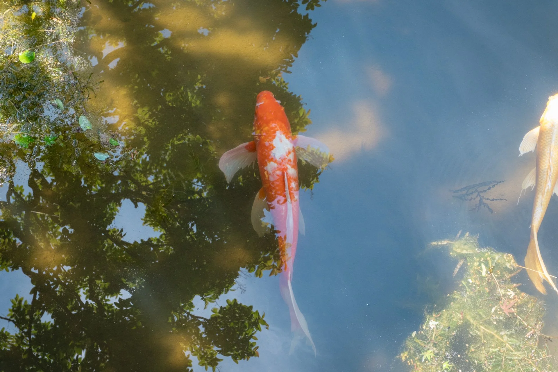 DSCF6649.jpg
