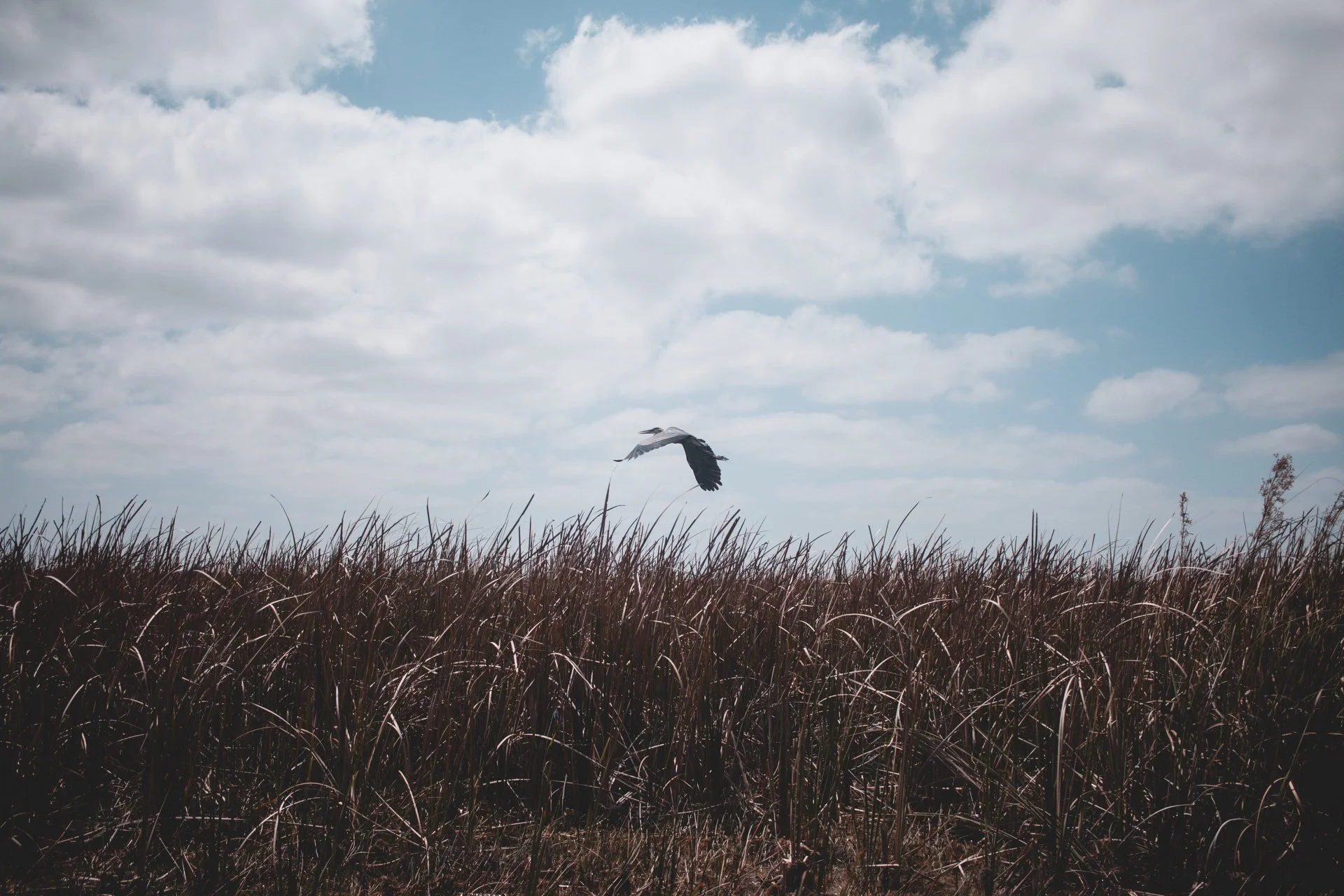 everglades-168.jpg