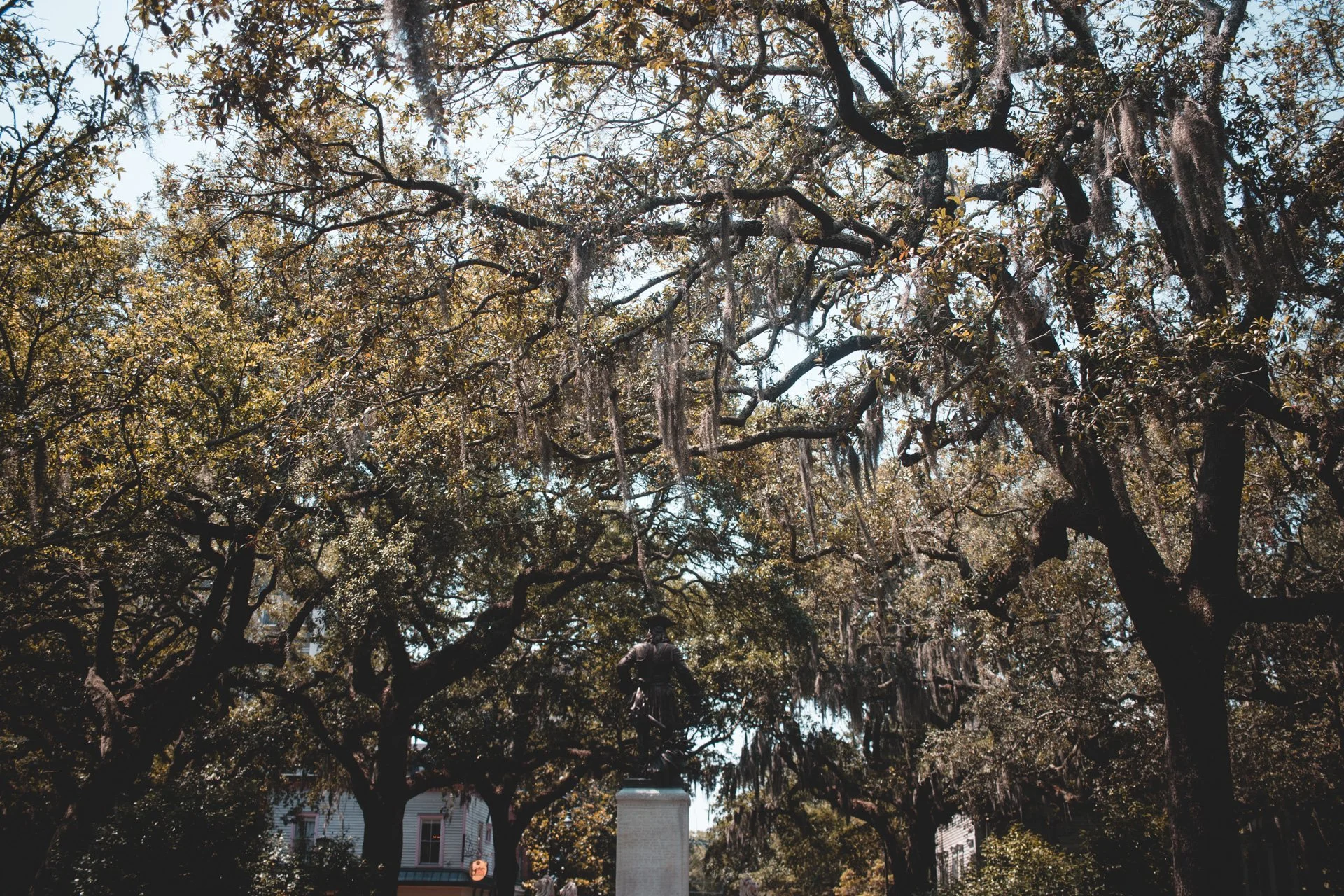 savannah-490.jpg