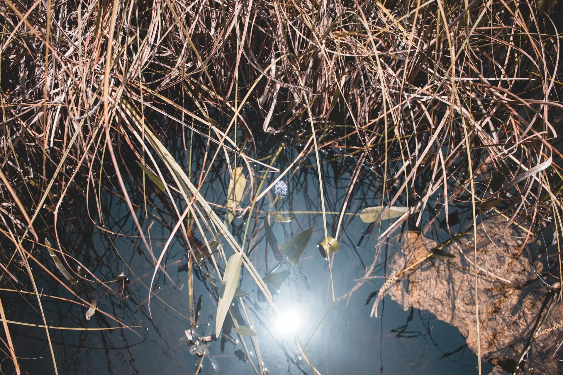 everglades-197.jpg
