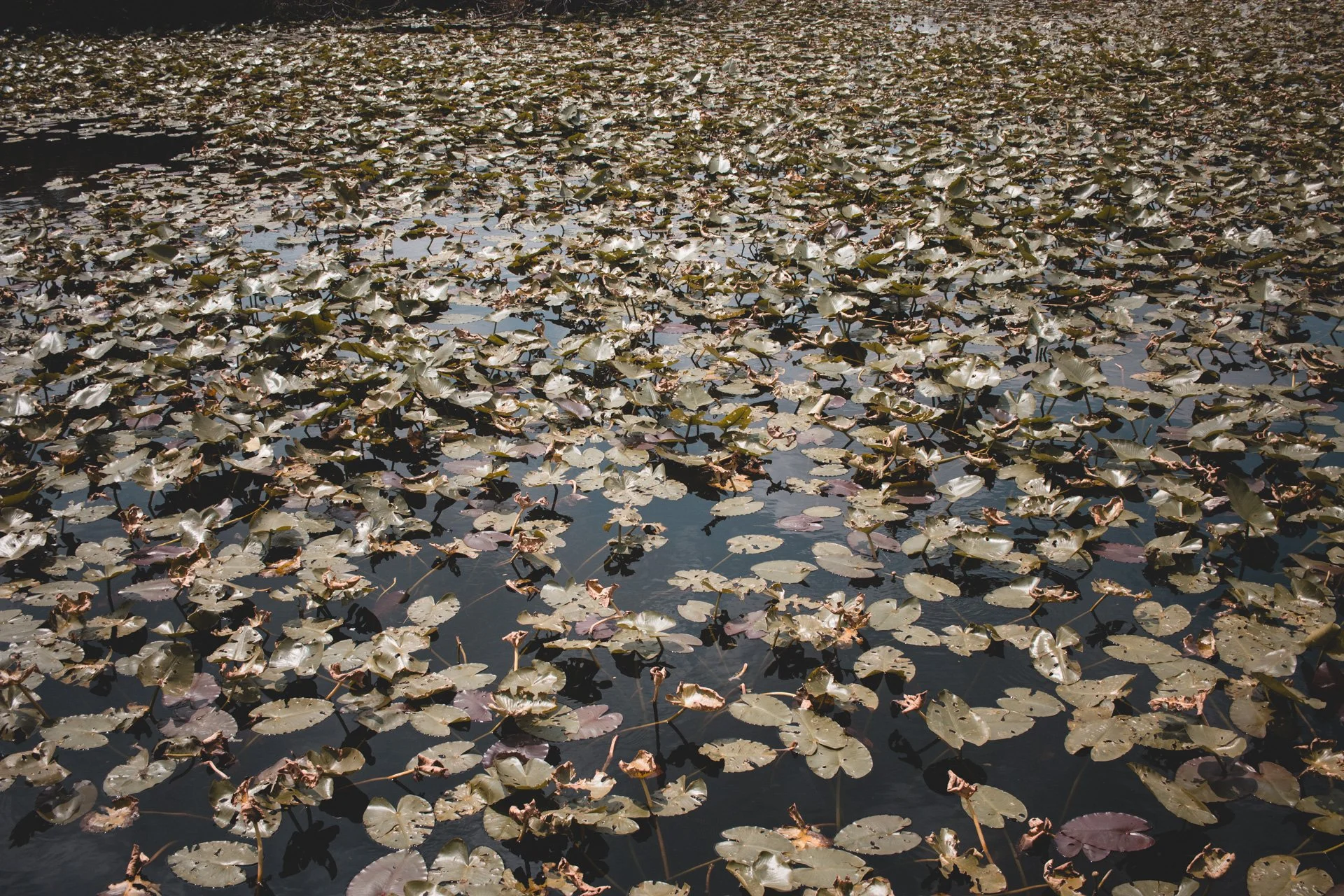 everglades-181.jpg