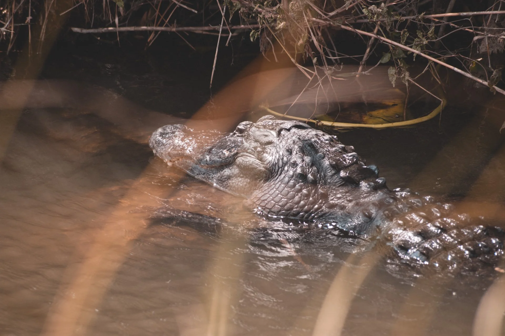 everglades-175.jpg