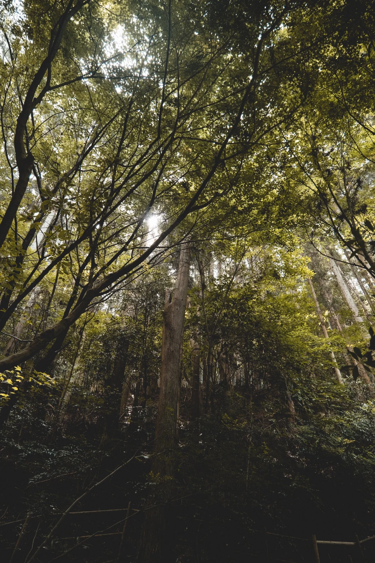 DSCF2197.jpg