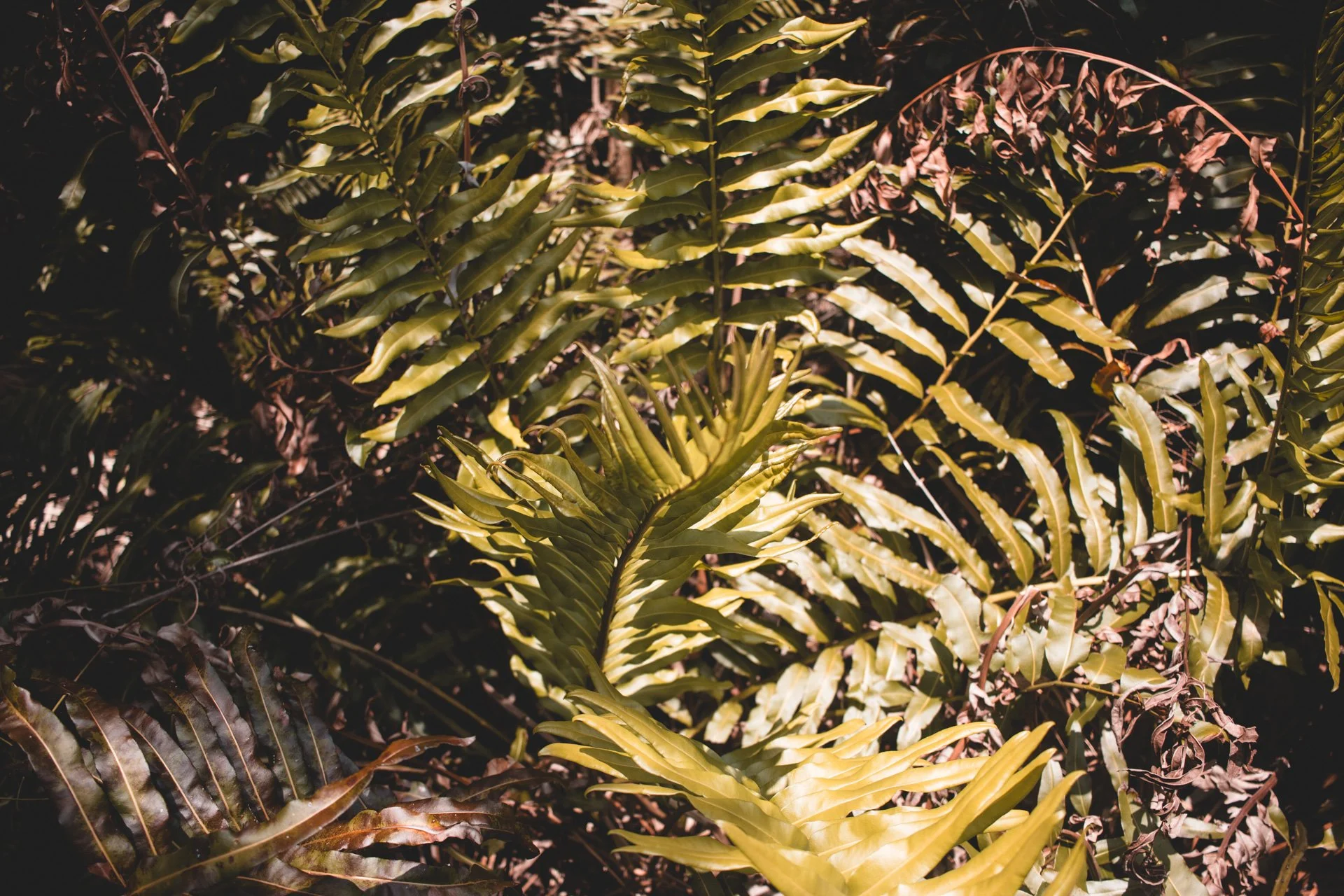 everglades-201.jpg