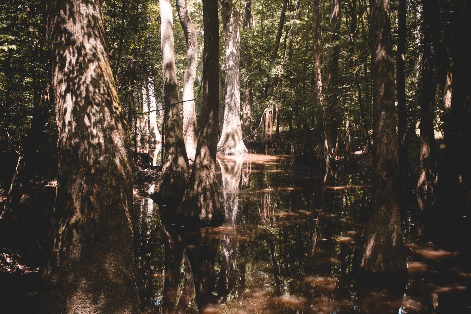 congaree-105.jpg