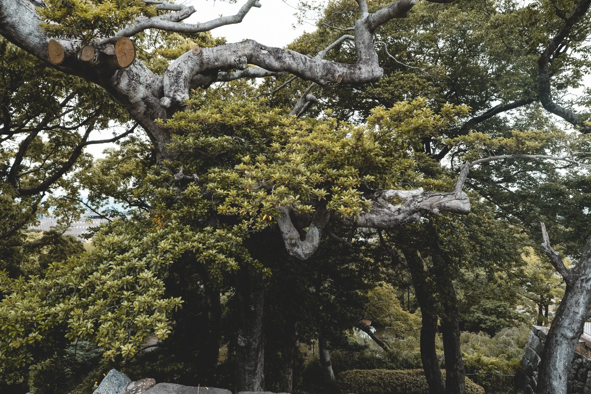 DSCF2276.jpg