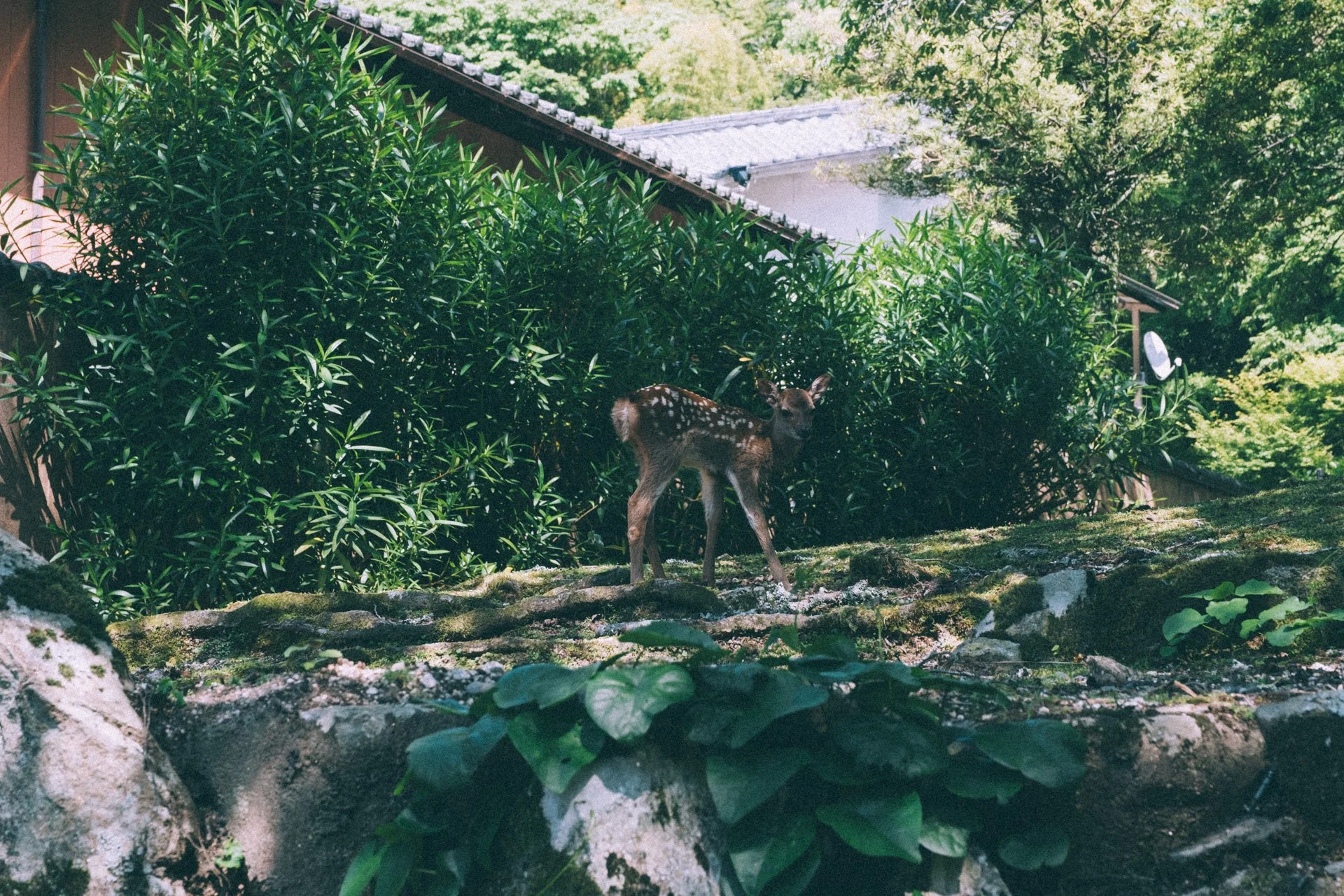 DSCF1734.jpg