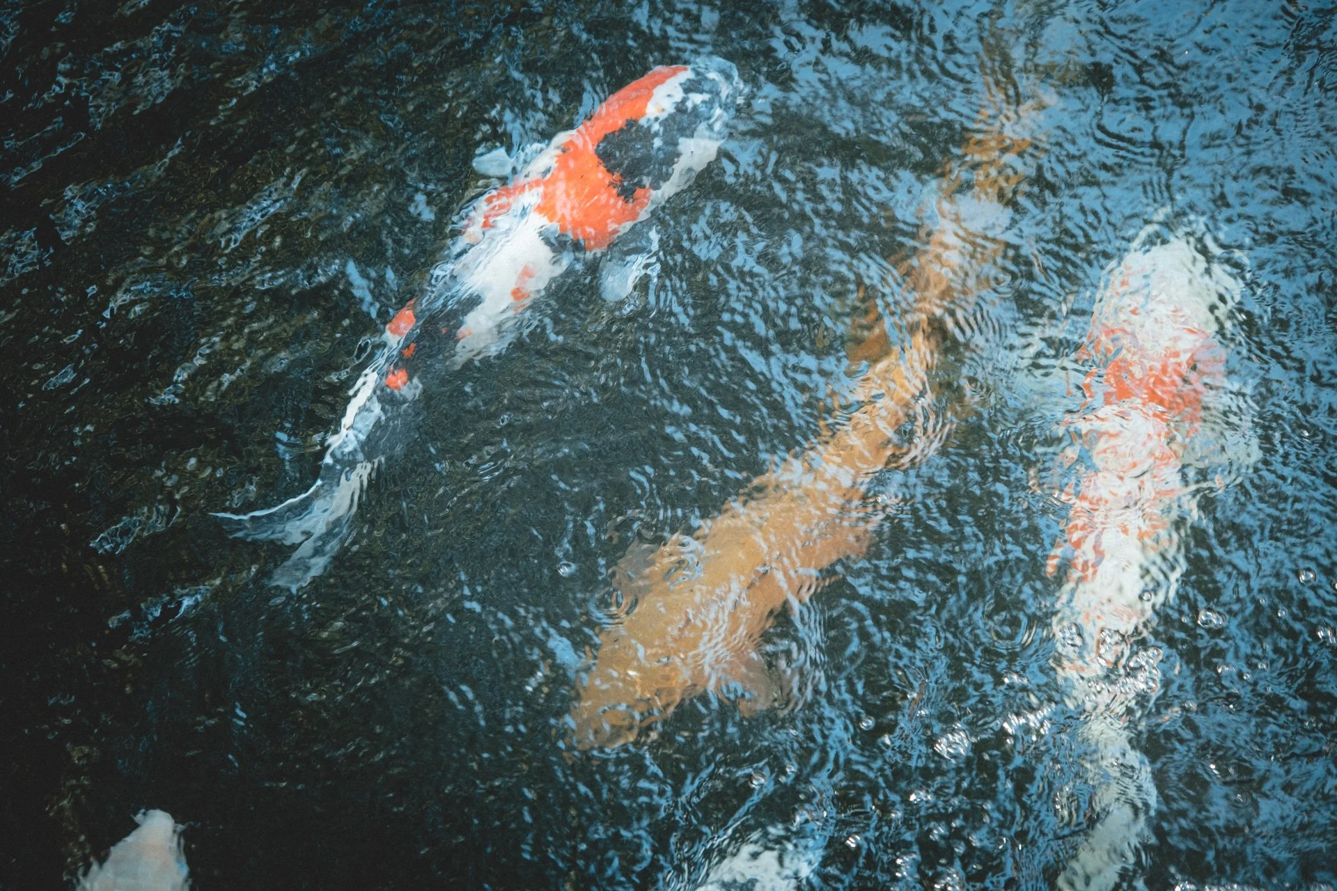 DSCF7416.jpg