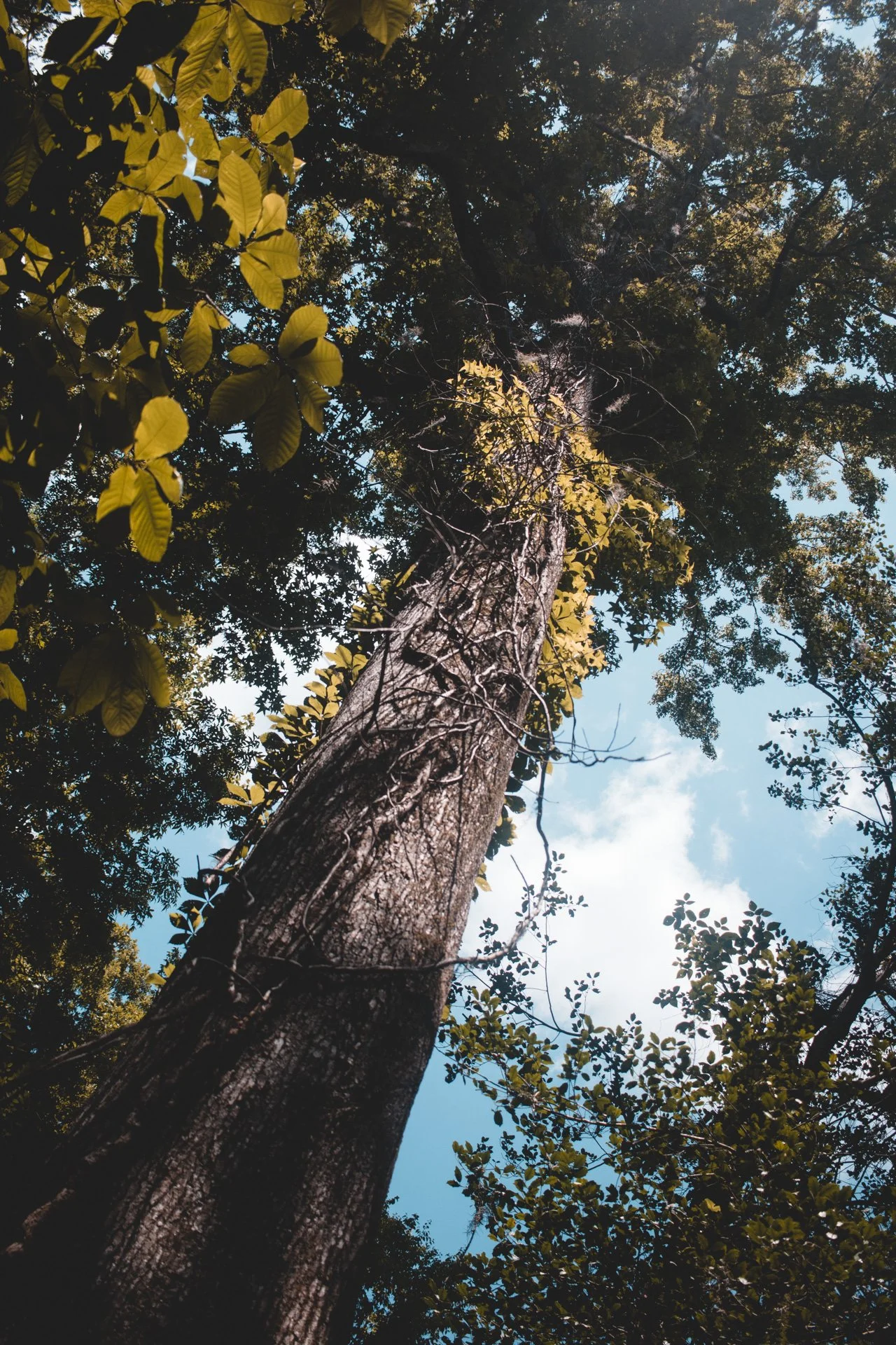 congaree-110.jpg