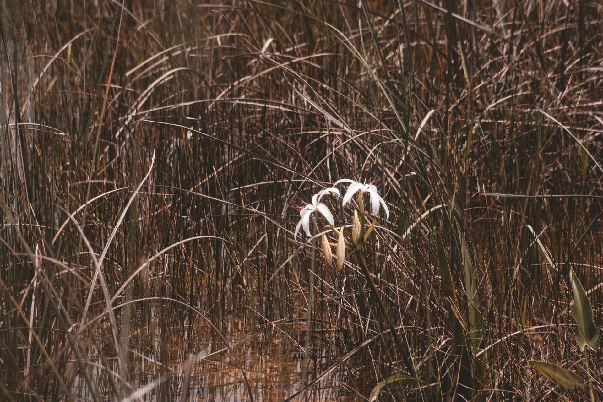 everglades-194.jpg