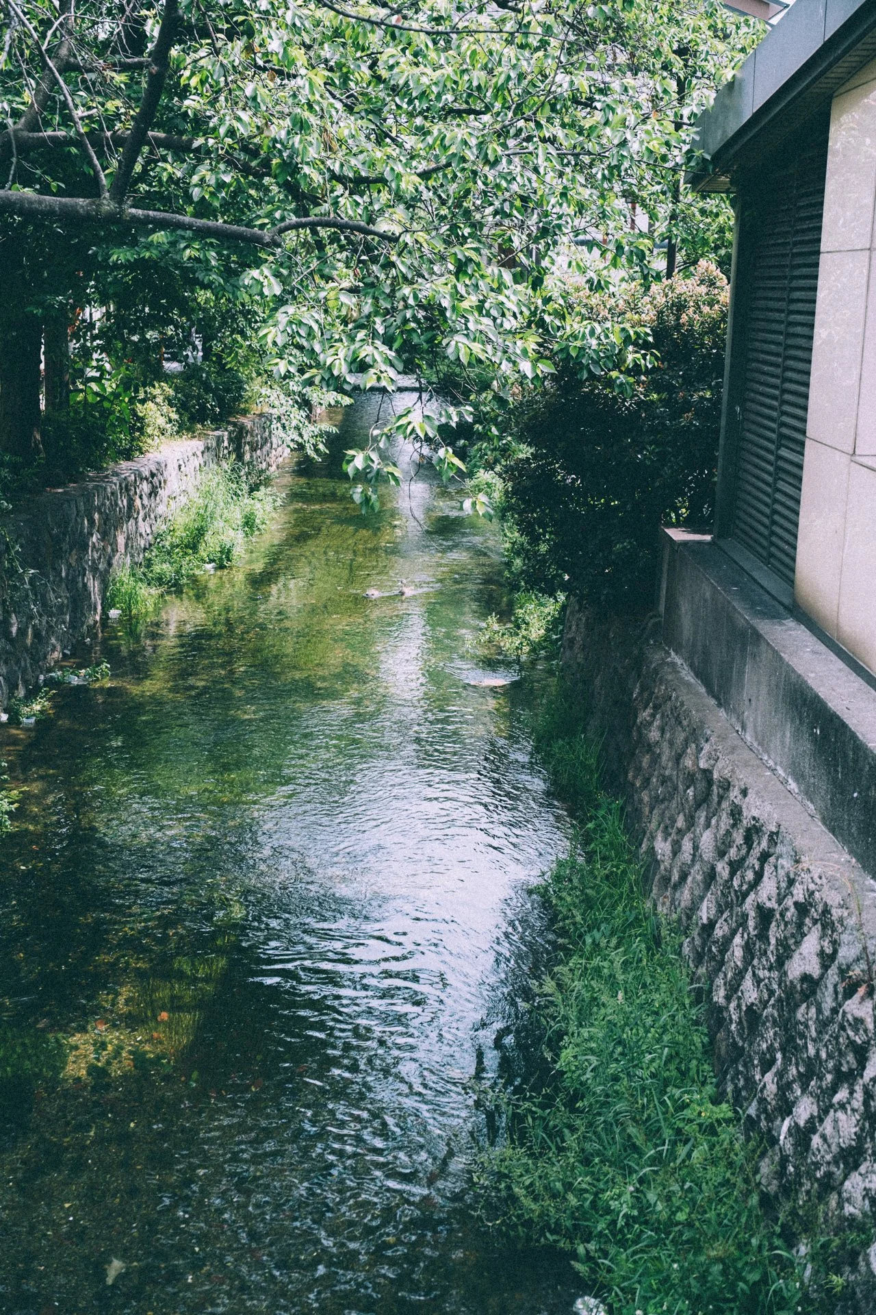 DSCF9517.jpg