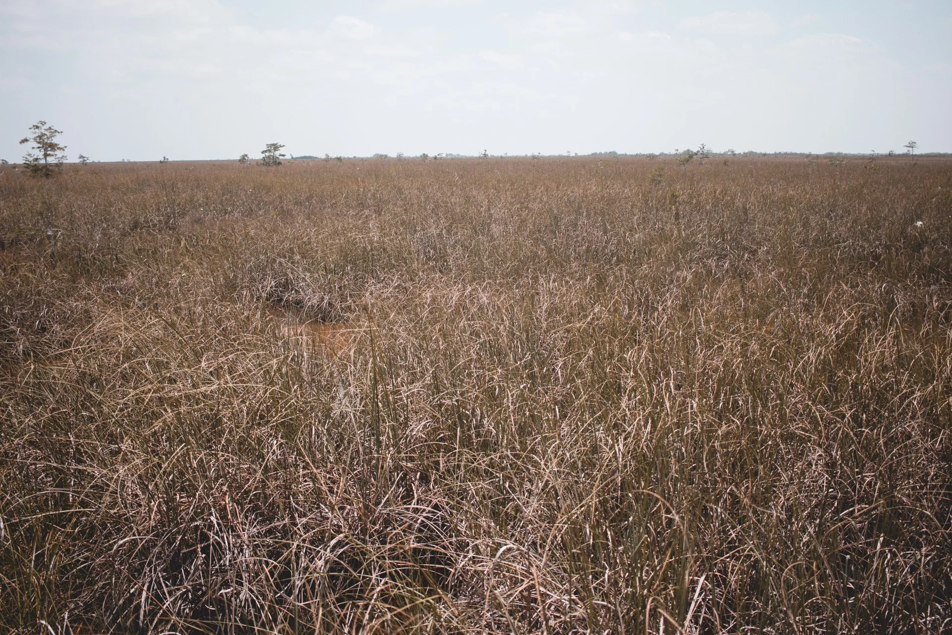 everglades-196.jpg