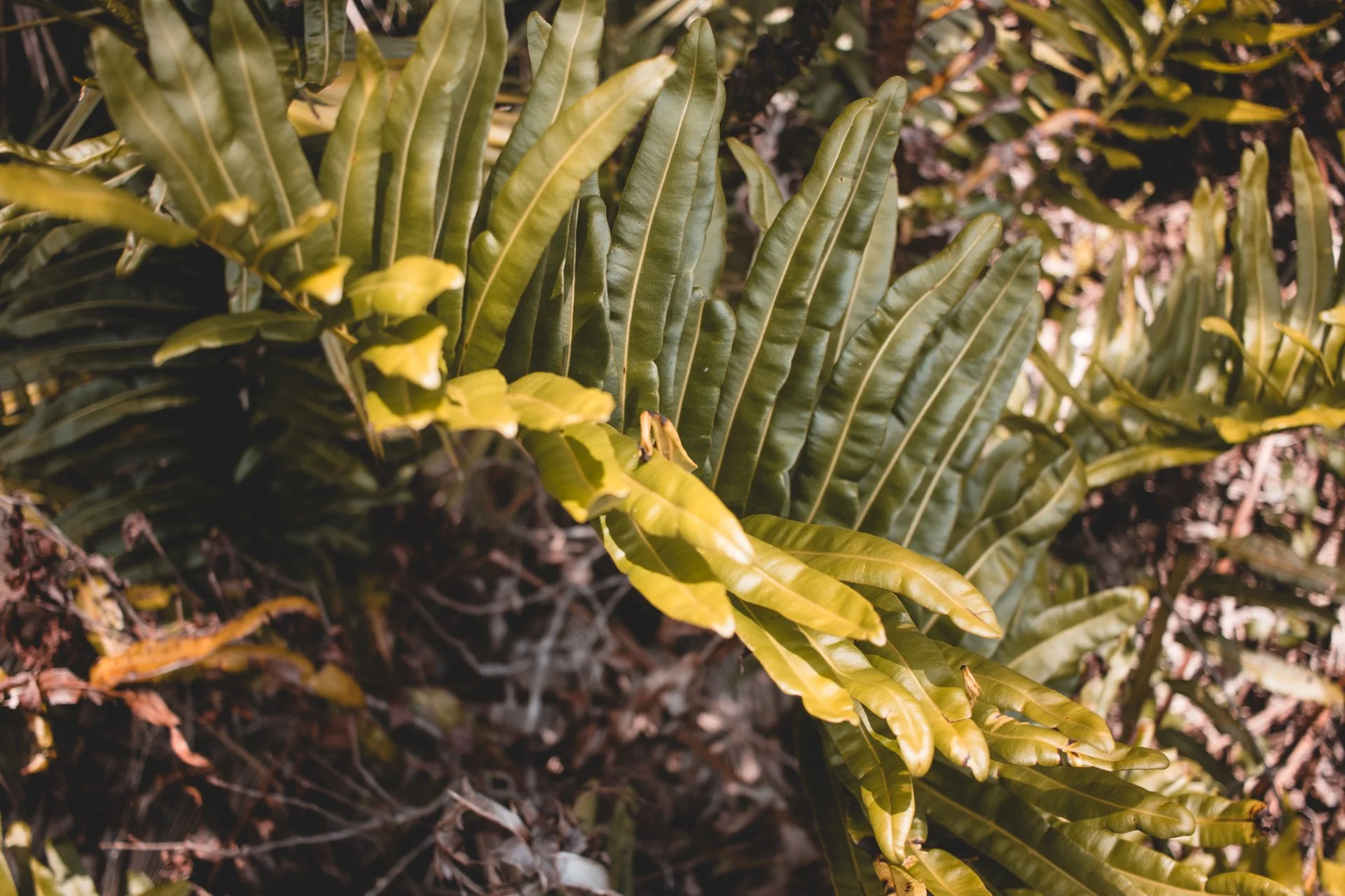 everglades-200.jpg