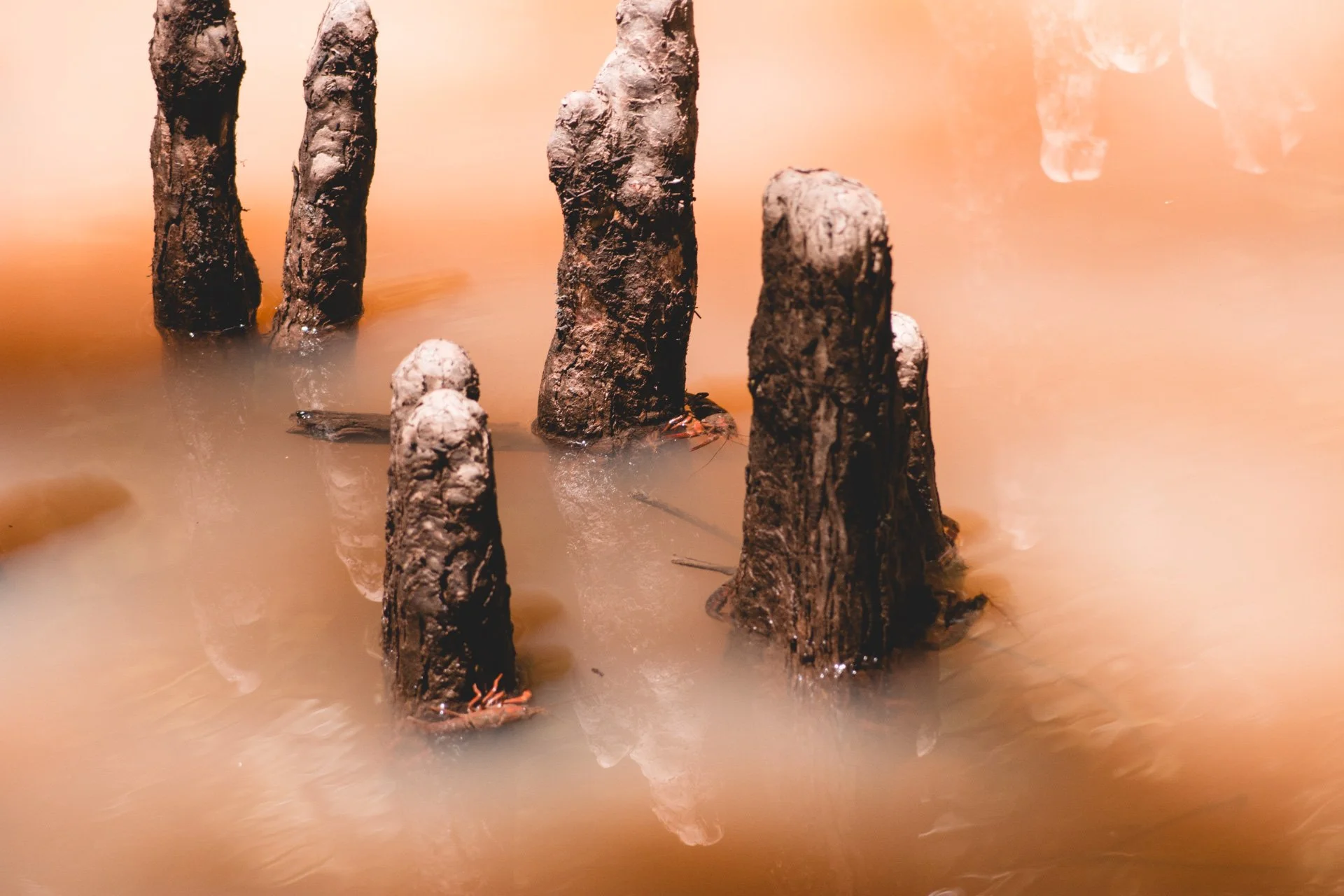 congaree-117.jpg
