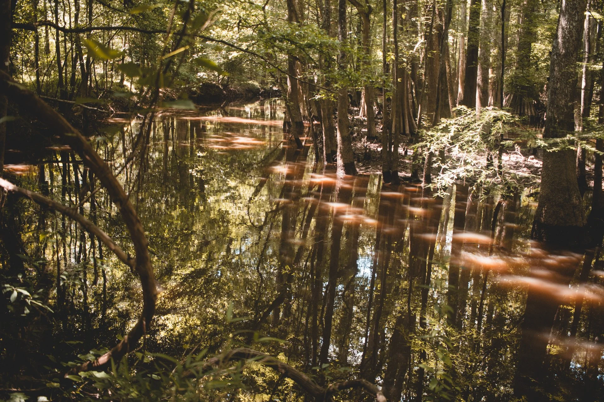 congaree-106.jpg