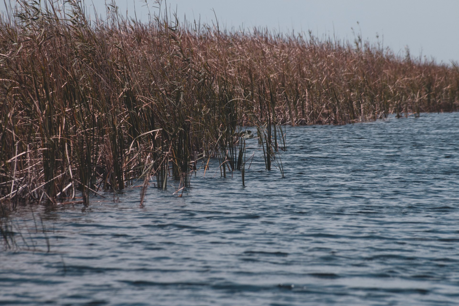 everglades-169.jpg