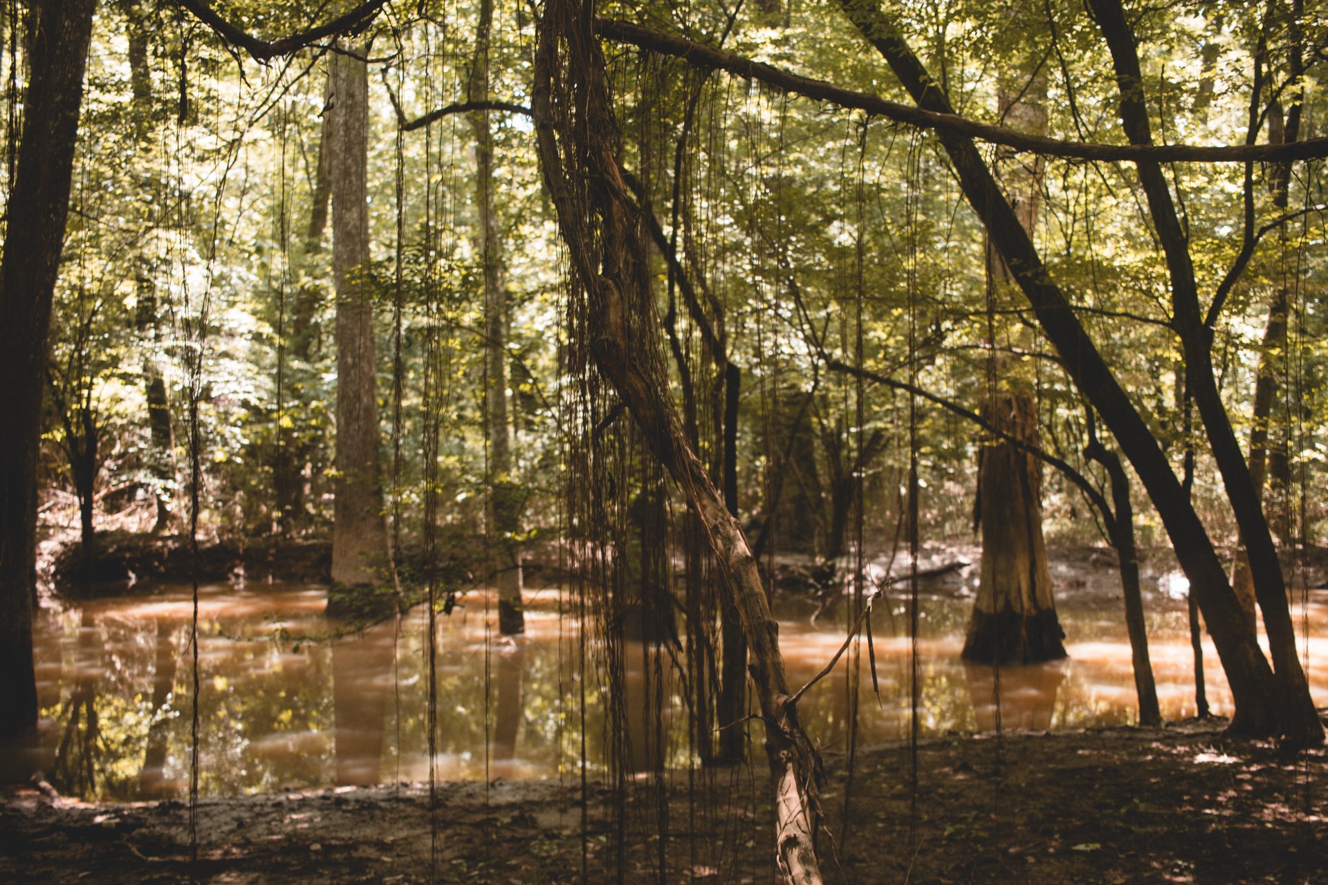 congaree-121.jpg
