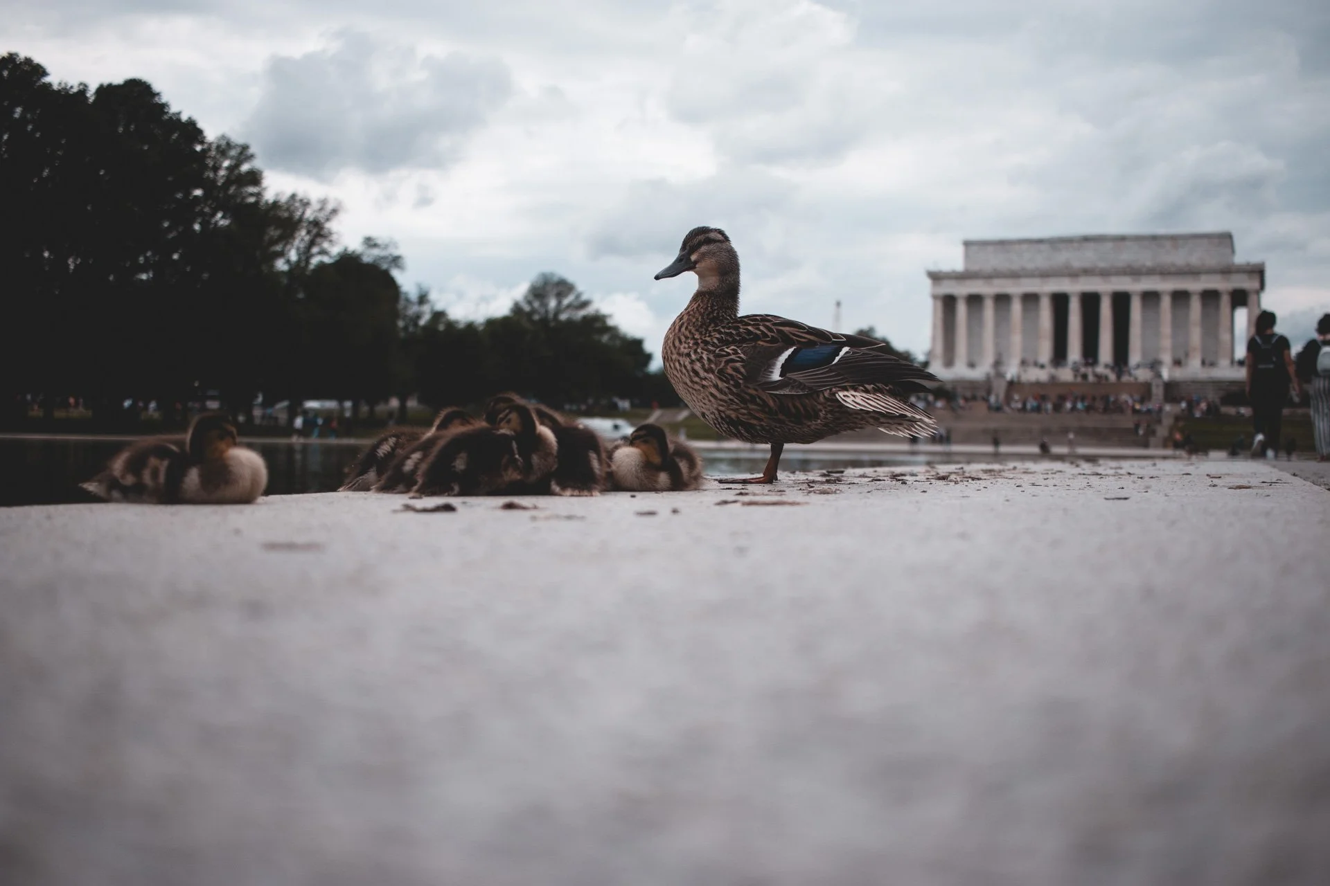 washington-550.jpg